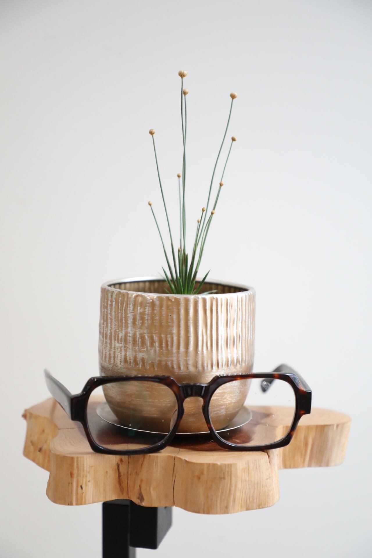 S】シンゴナンサス ミカド/Syngonanthus chrysansus ※アルミ鉢付き