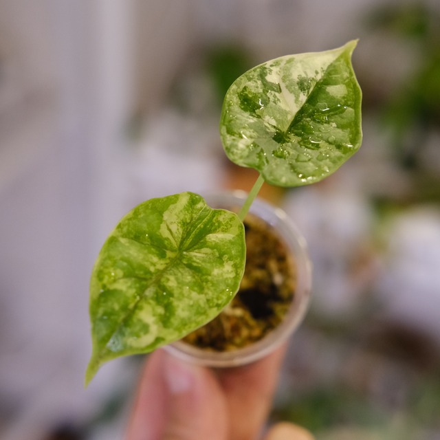 【斑入り】Alocasia dragon scale / アロカシア ドラゴンスケール⑧