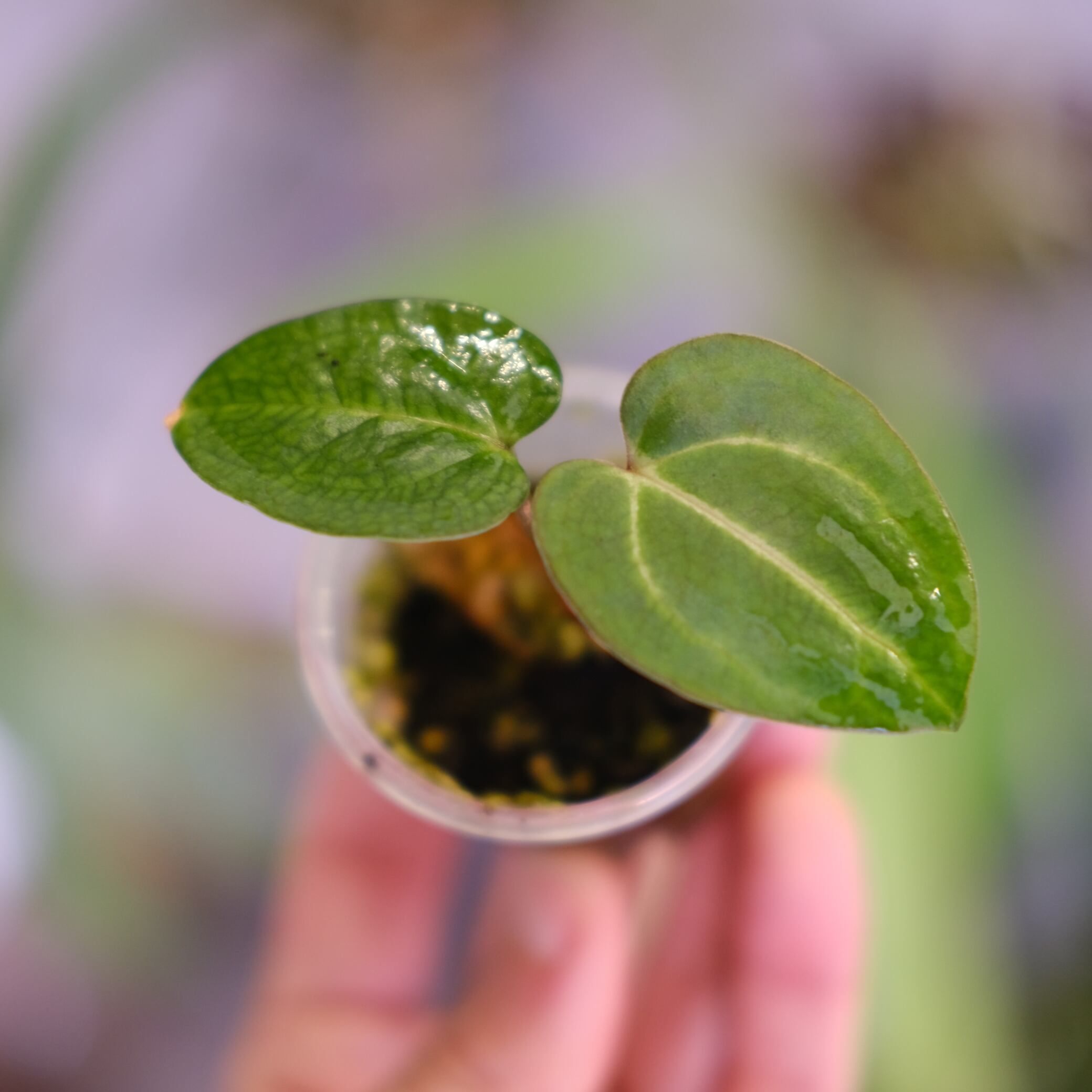 Anthurium Carlablackiae 
