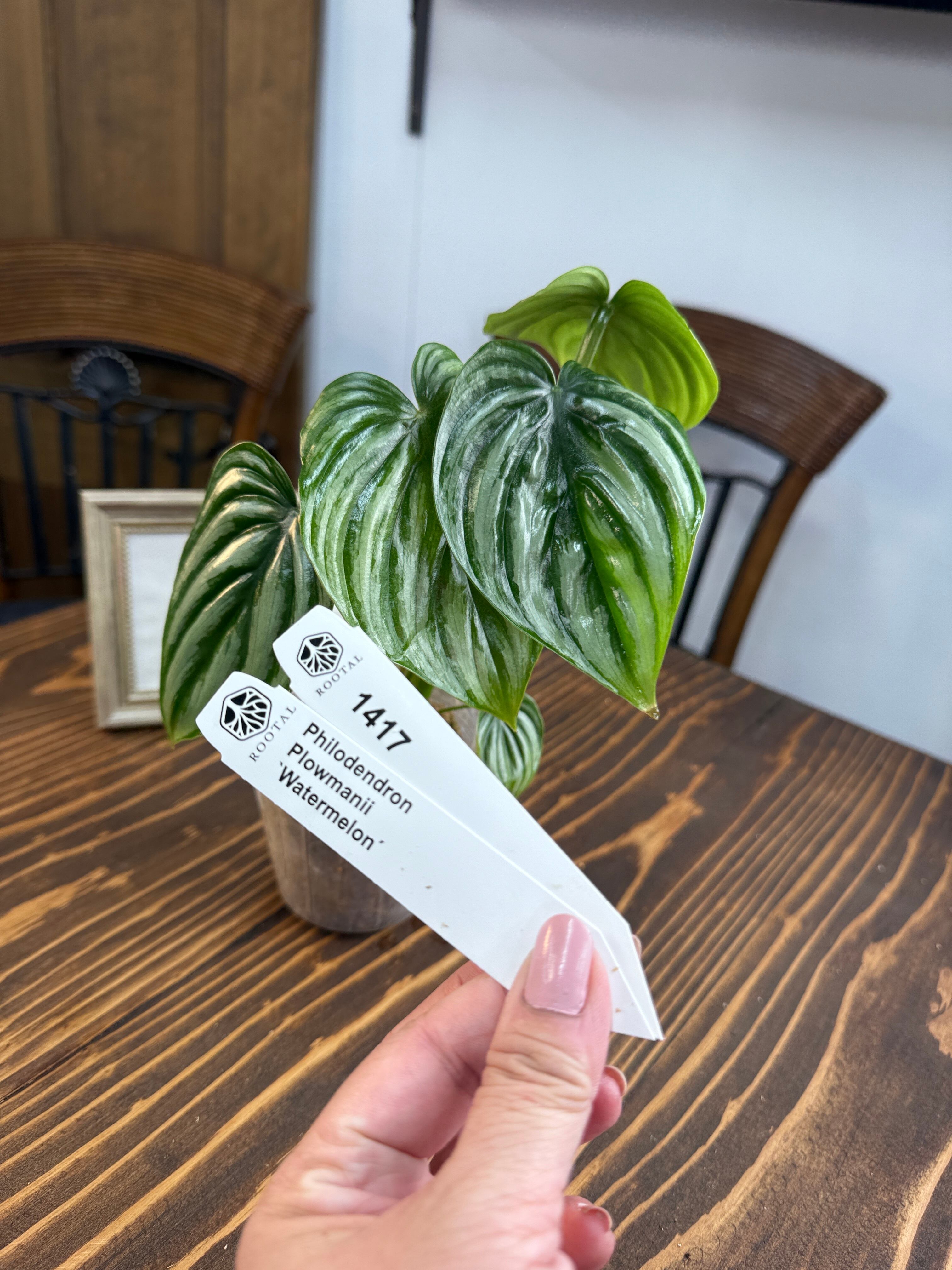 ★1417【うっとりする美しさ】フィロデンドロン ウォーターメロン(3号ポット)※送料無料(一部除く)