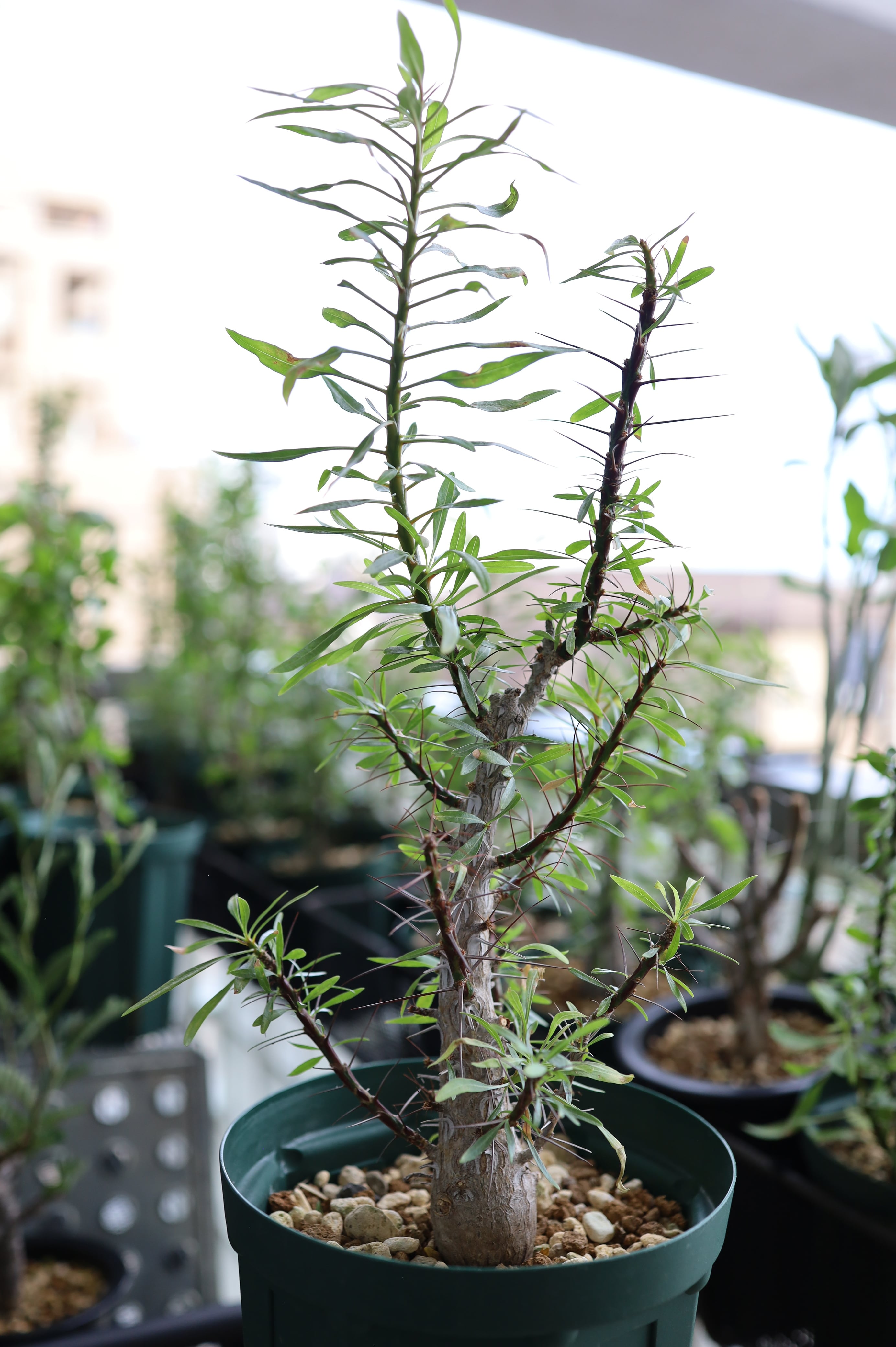 フォークイエリア・プルプシー | Fouquieria purpusii _004 | SAVVY PLANTS