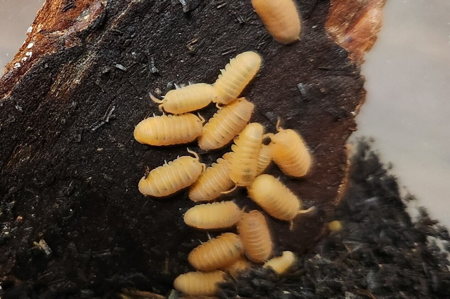 ceac8ca653ec4e816340fa963cb250