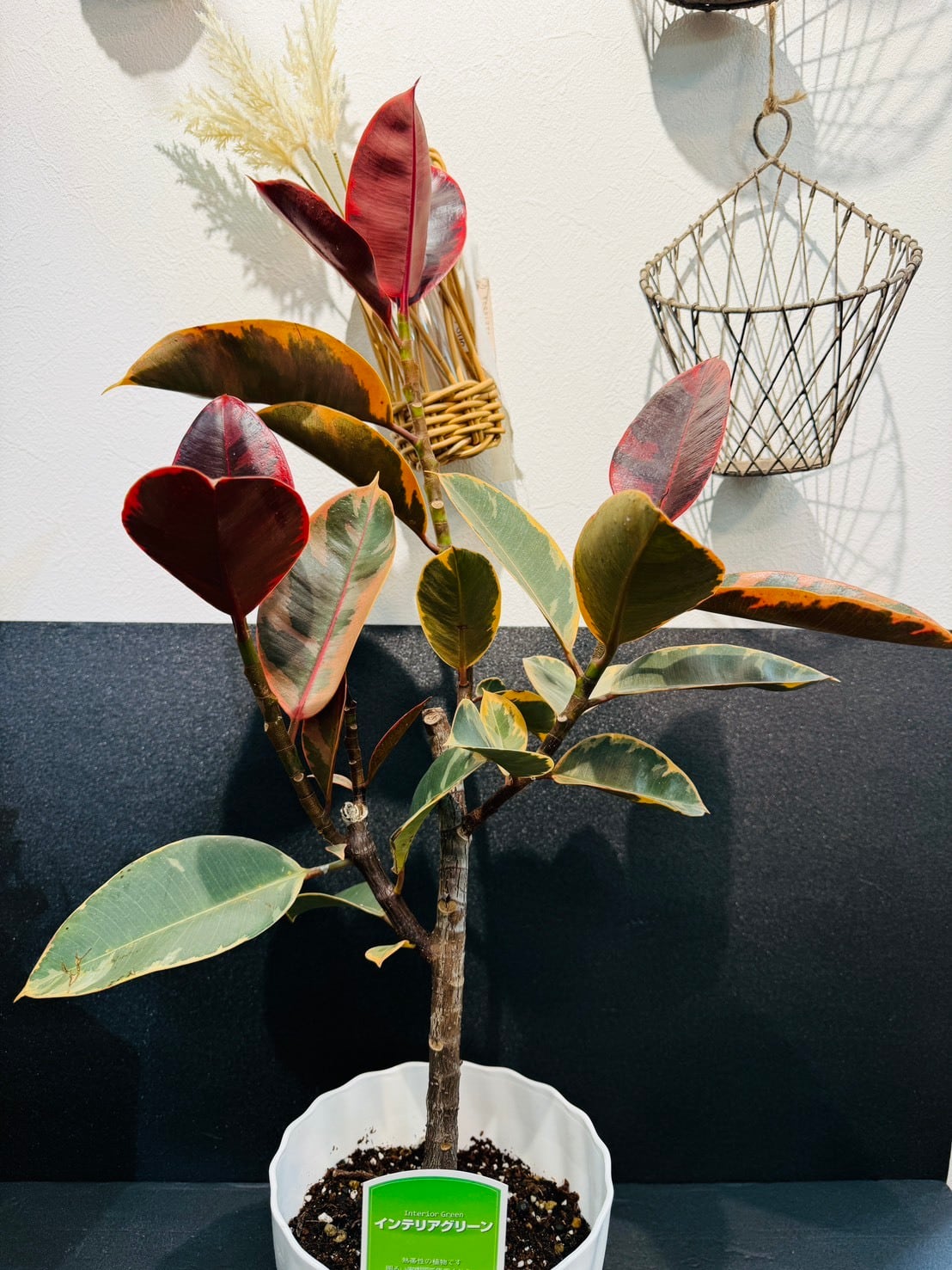 観葉植物　フィカス　ルビー　ゴムの木 Amazon｜観葉植物 ゴムの木 フィカス・ルビー 6号鉢 苗木 鉢植え