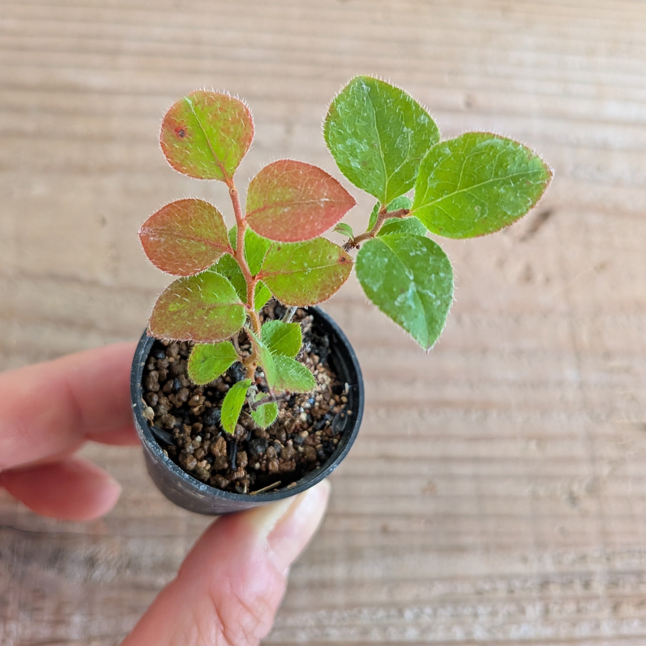 ナツハゼ Vaccinium oldhamii 苔テラリウム作製用素材◇盆栽テラリウム