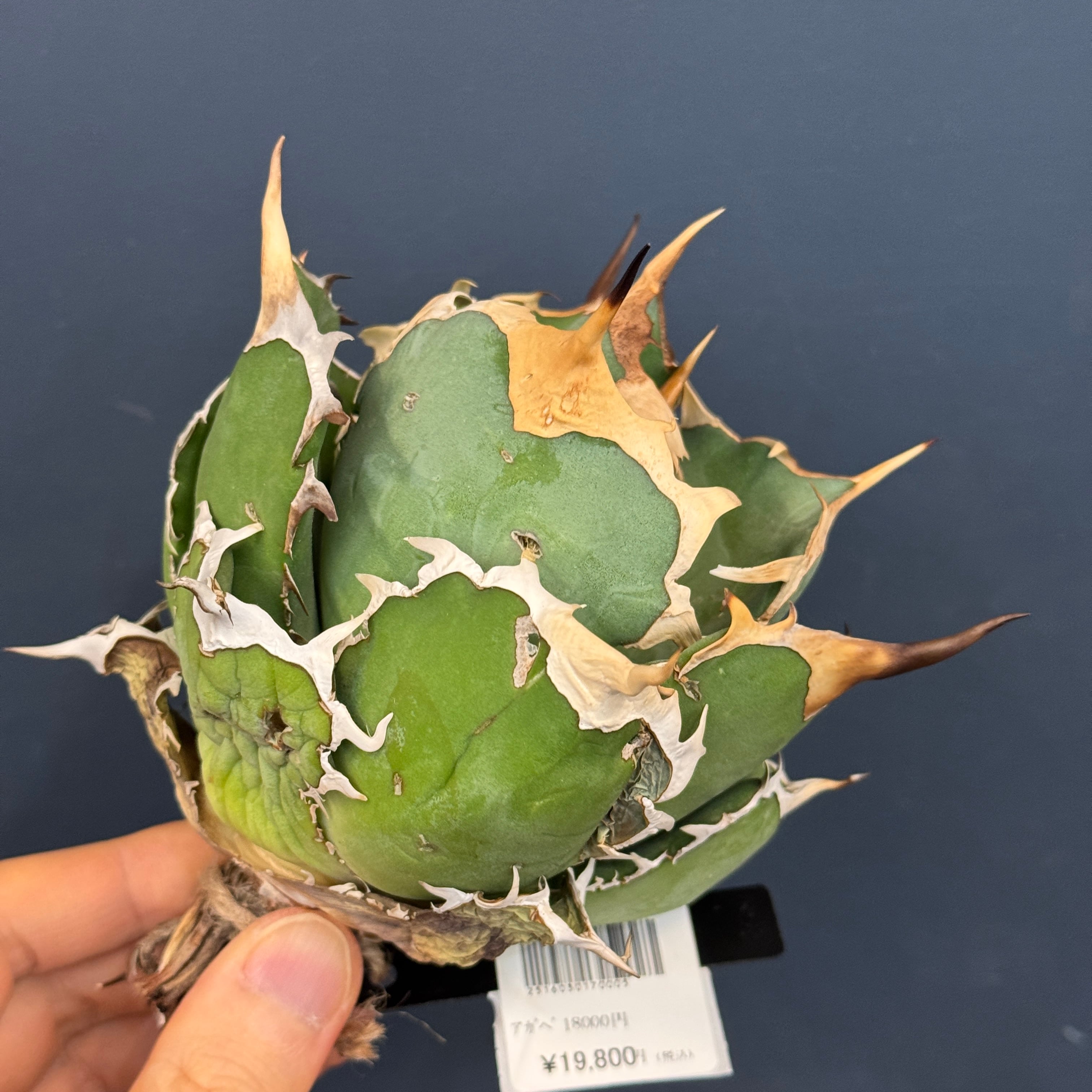 アガベ チタノタ ドラゴンクロー【264】 | PROTOLEAF プロトリーフ