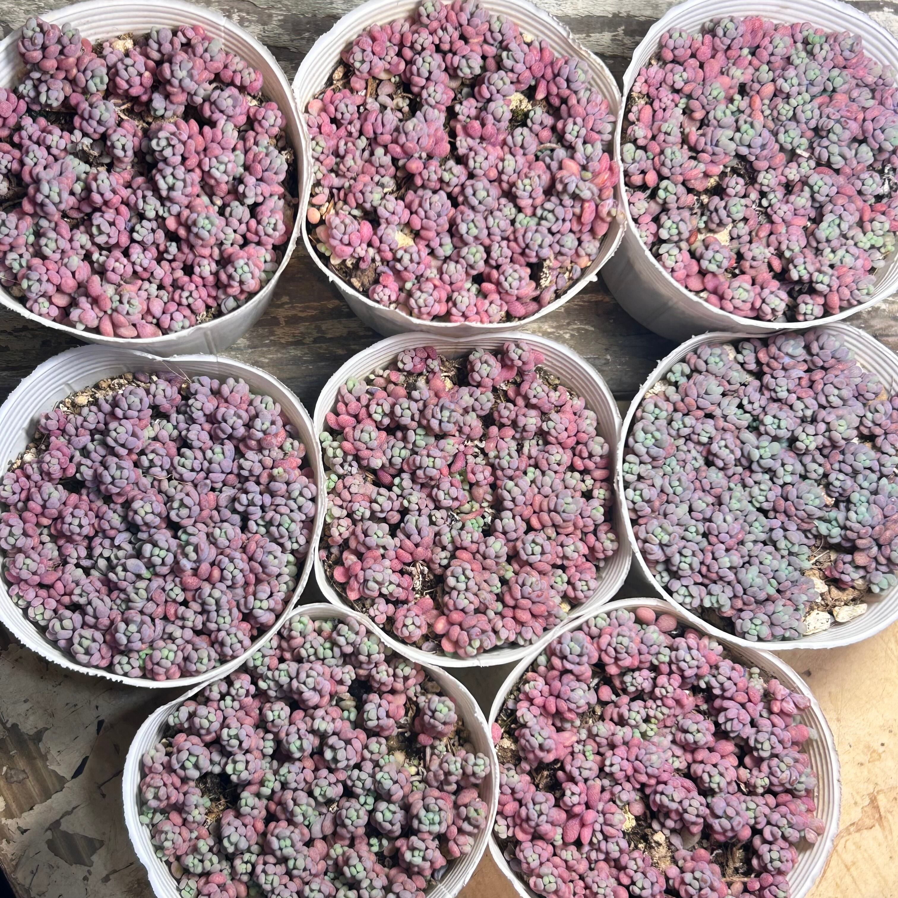 パープルヘイズ ストロベリーカラー | RuPo 多肉植物専門店