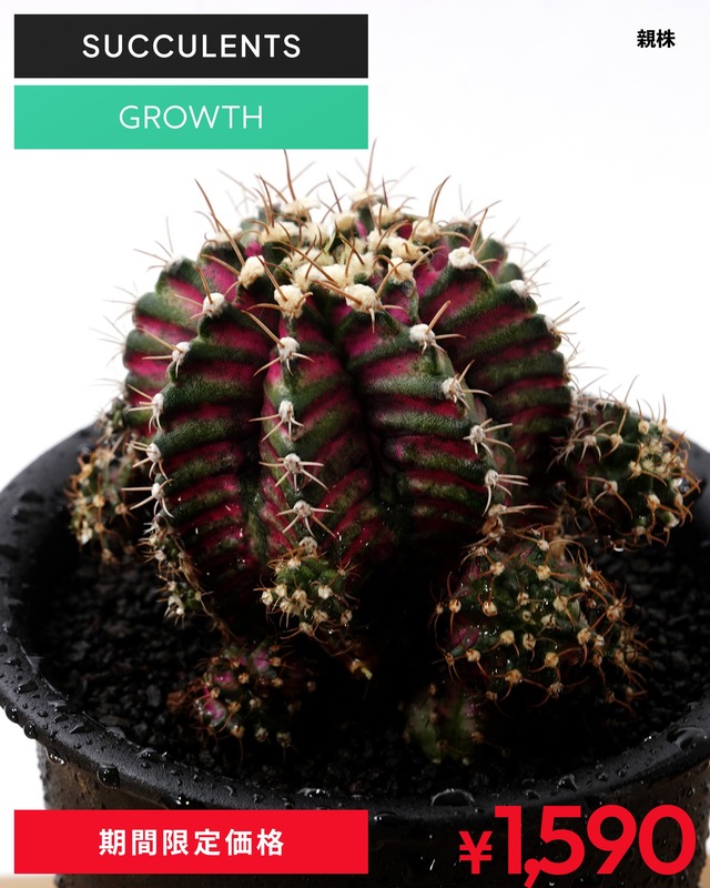 カット苗 ギムノカリキウム T-REXハイブリッド カキコミニ株 Gymnocalycium 'T-rex Hybrid'