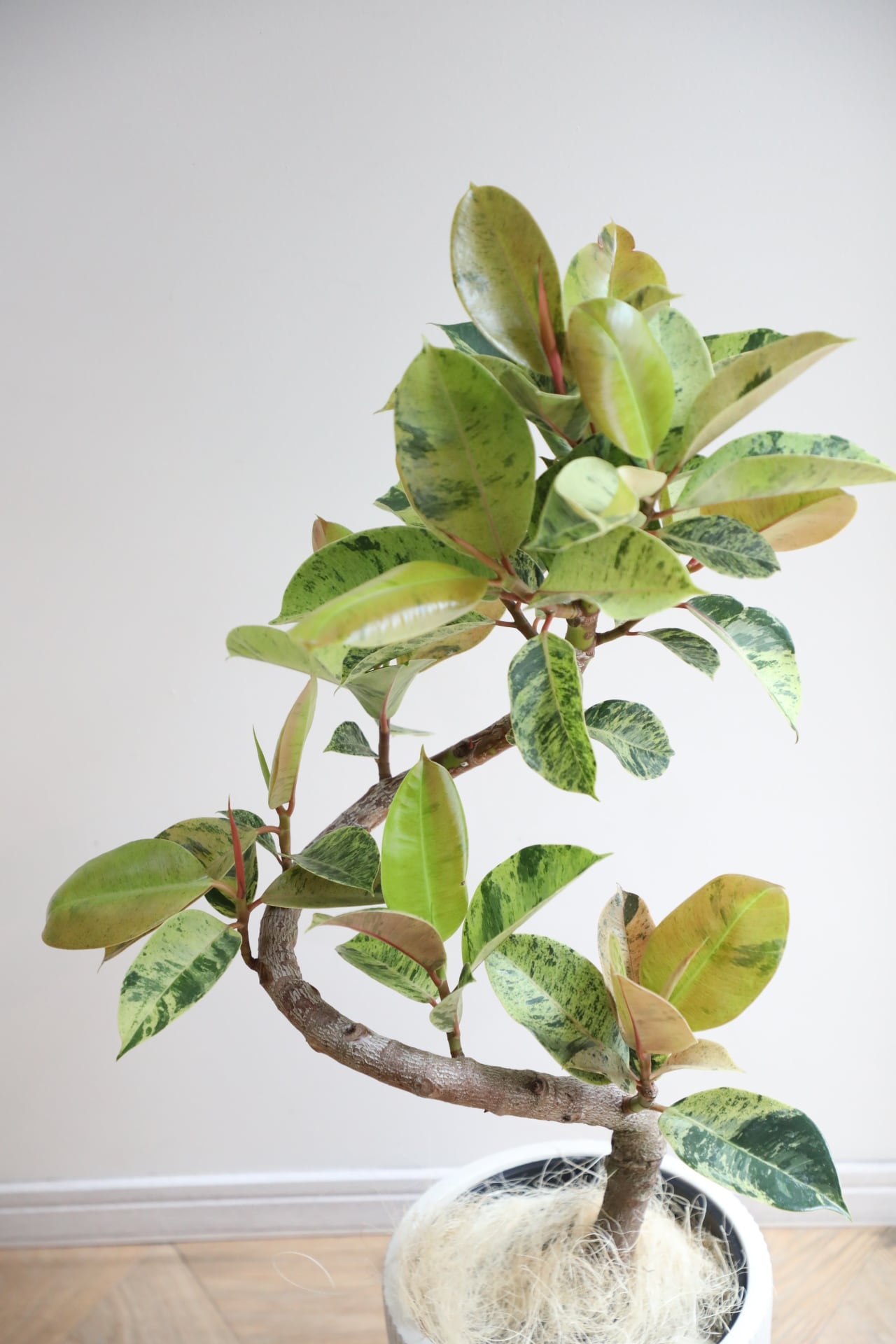 L/99cm】フィカス ジン/Ficus | 【厳選植物・器】MIDORI DOUMEI 翠堂明