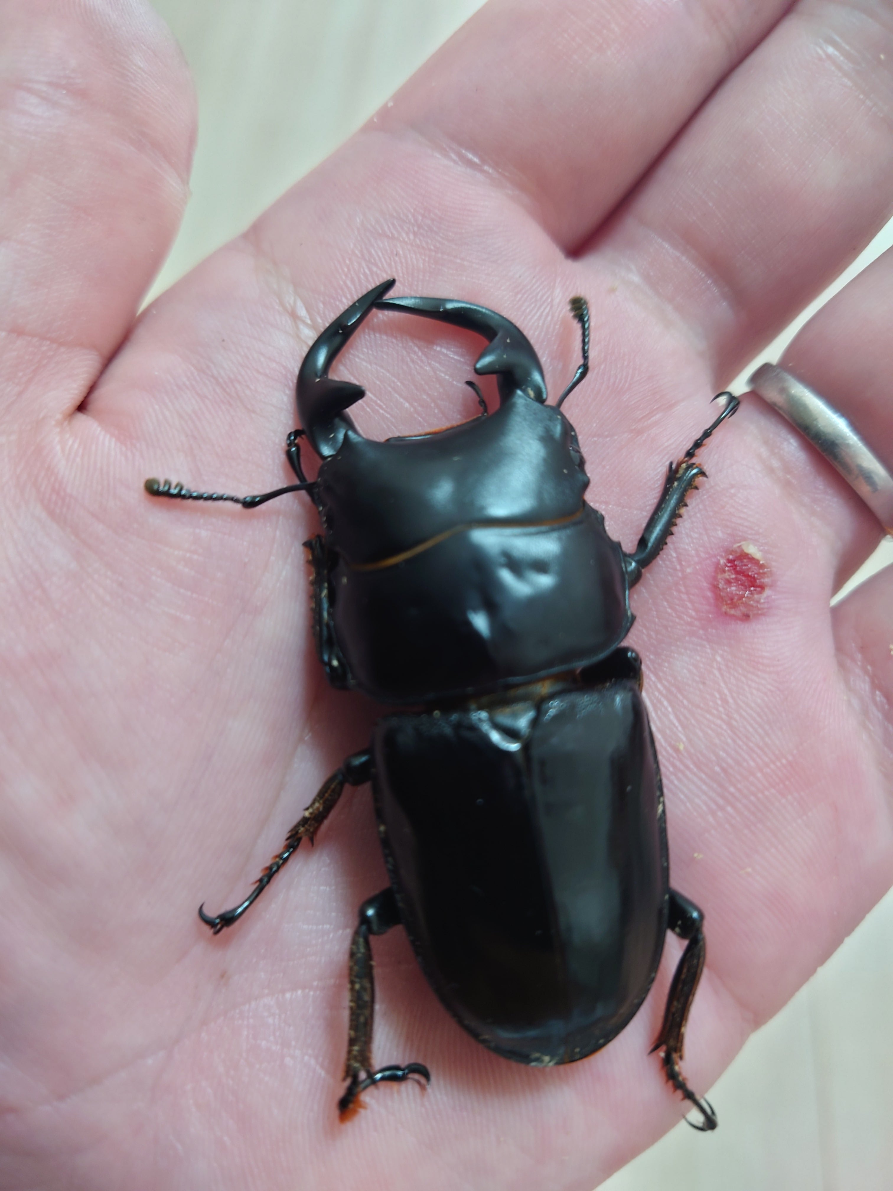 クワガタ ショップ