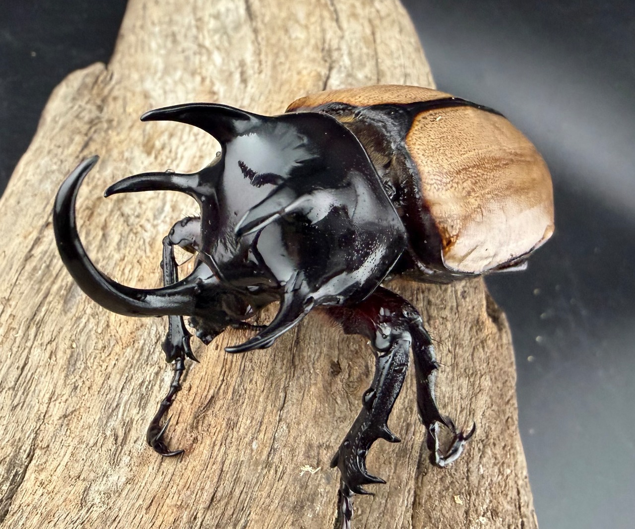 【WF1】《ゴホンツノカブト原名亜種 タイ産 74mm ペア》