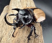 【WF1】《ゴホンツノカブト原名亜種 タイ産 74mm ペア》