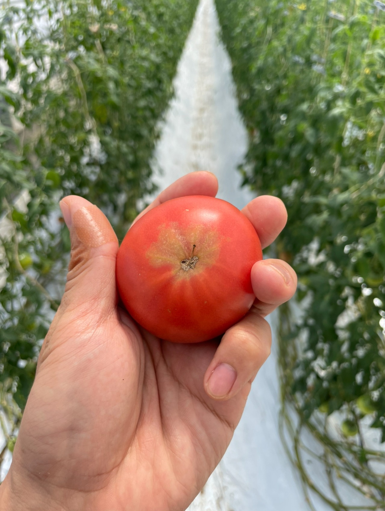 フルーツトマト　ご家庭用　1kg箱(内容量800g程度)