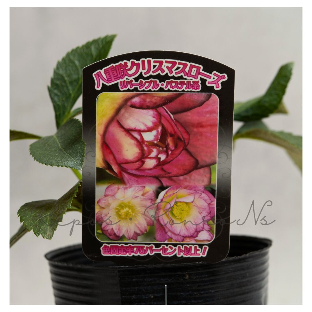 曽田園芸クリスマスローズ:ハイブリット・リバーシブルパステル系ダブル(3.5号)実生株 冬の花 多年草 希少 耐寒 贈り物
