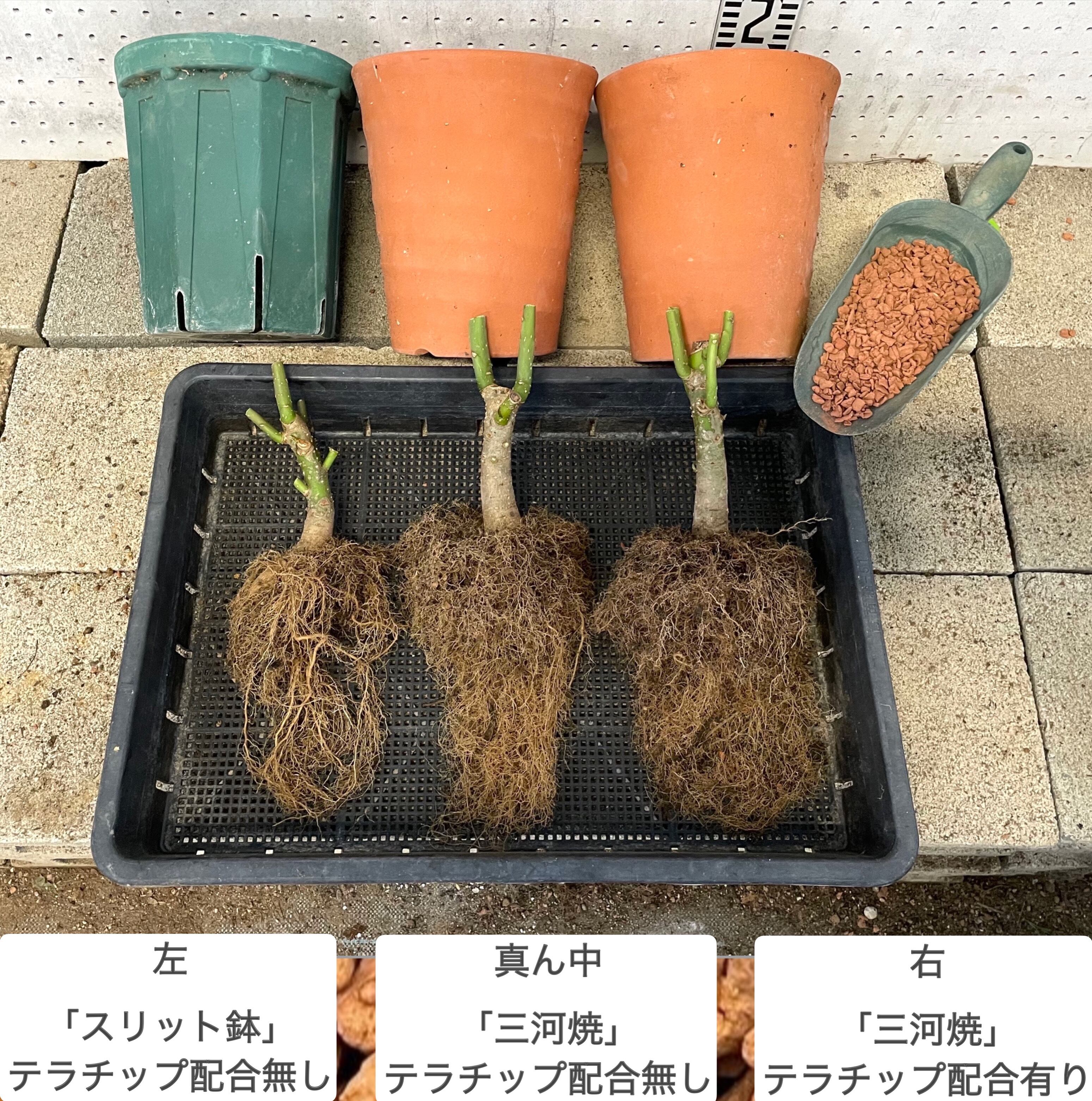 赤焼2L 【テラチップ®︎】 | PAY ID
