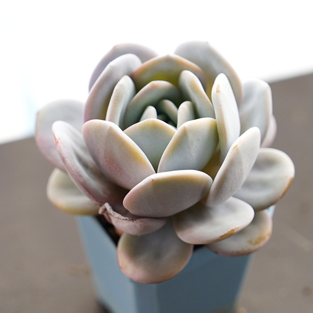 【PREMIUM】抜き苗 ラウイ バラ型・丸葉タイプ？ Echeveria laui