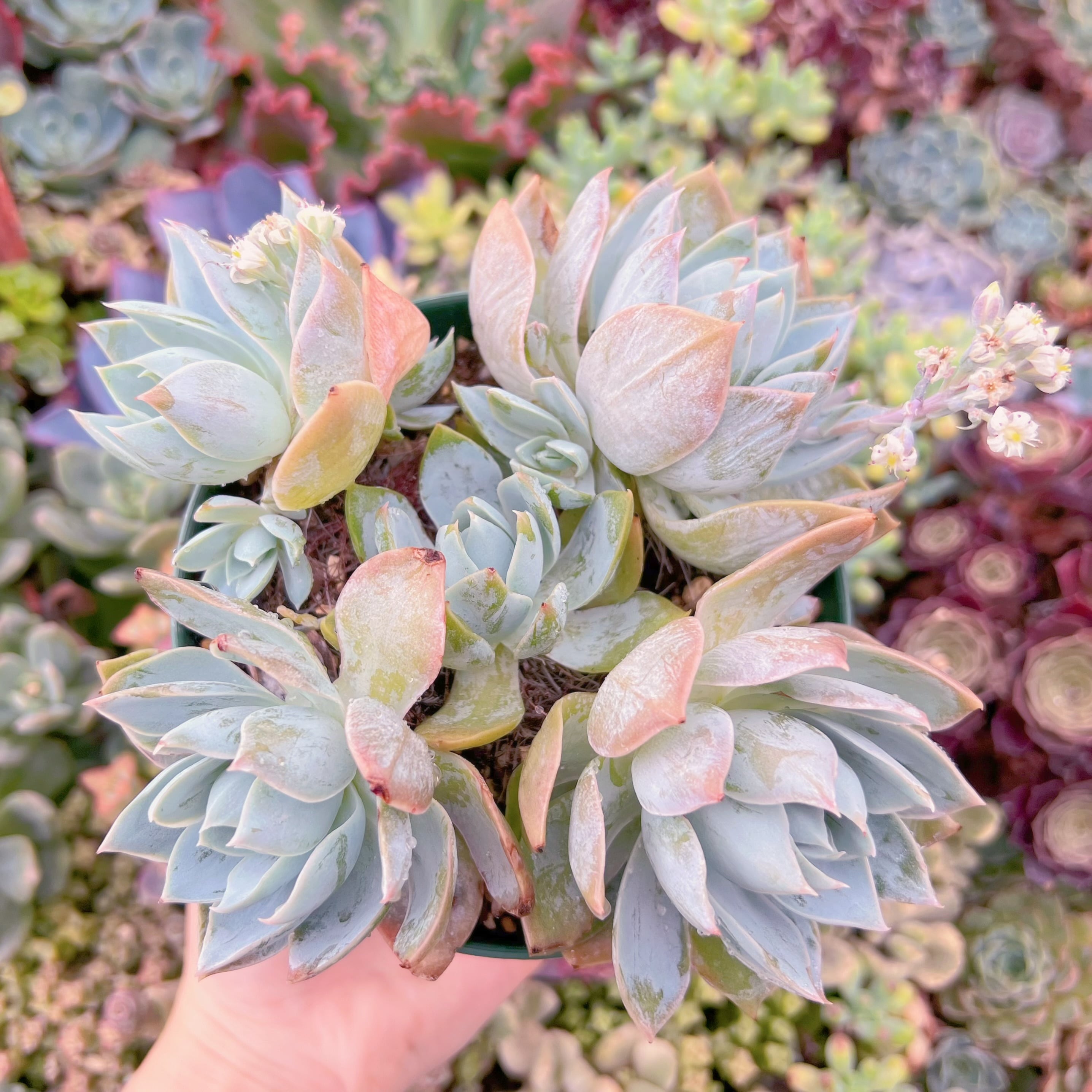 現品　Sedum suaveolens#A023   大群生　新入荷　るる農園