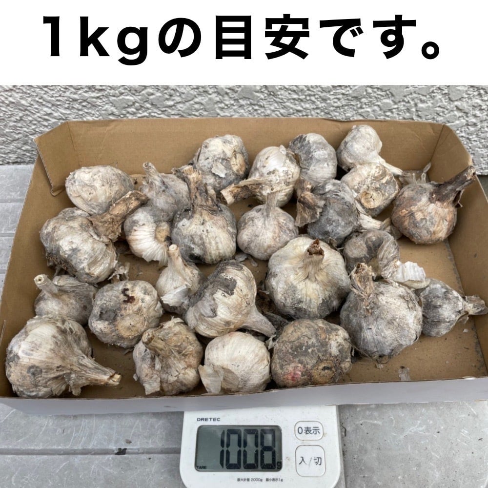 種用にんにく】 山東にんにく 2025年秋植え付け分 M～Lサイズ混合
