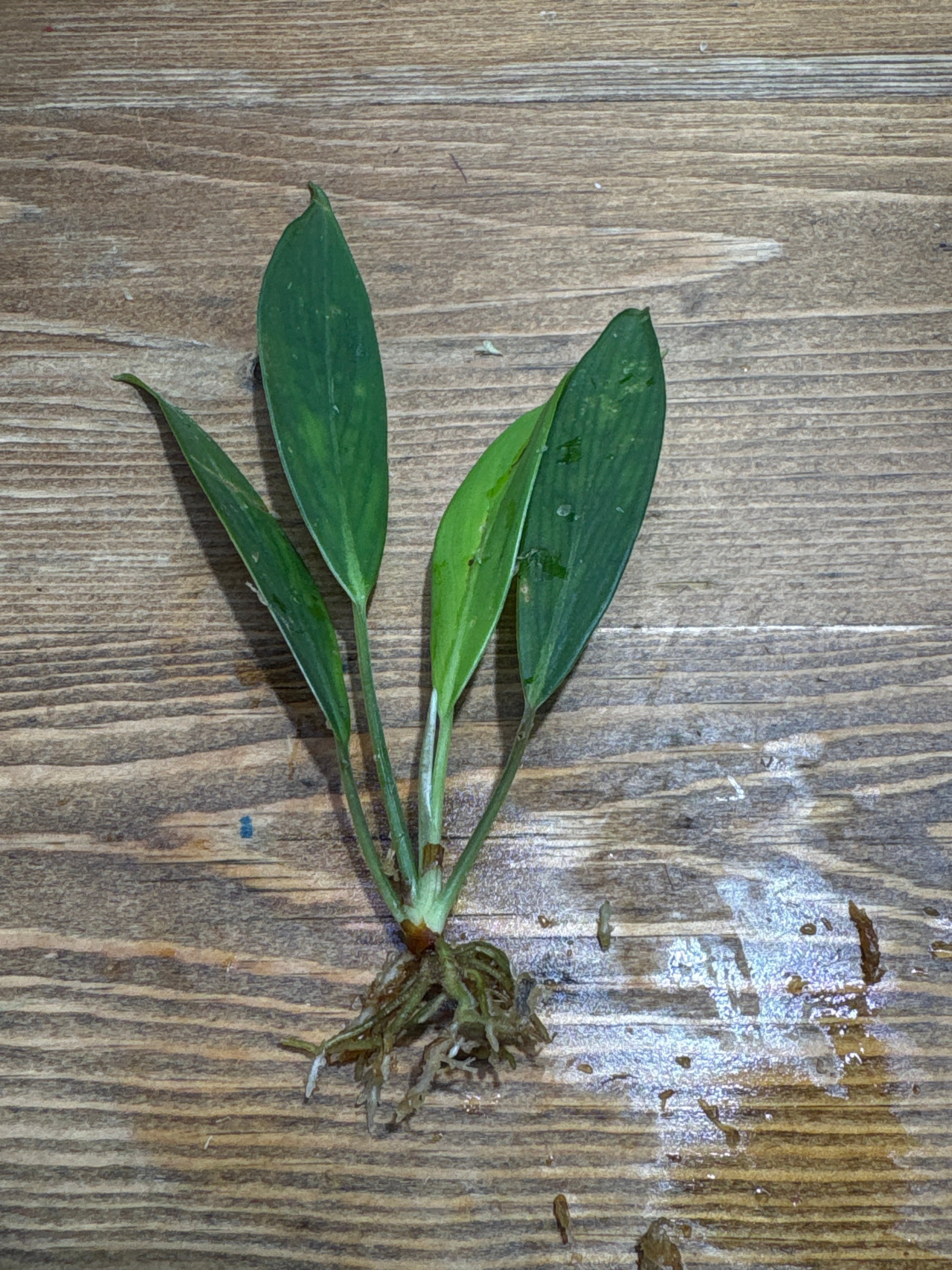 Bucephalandra sp. Kapuas Hulu【TGK】 | Plants Base