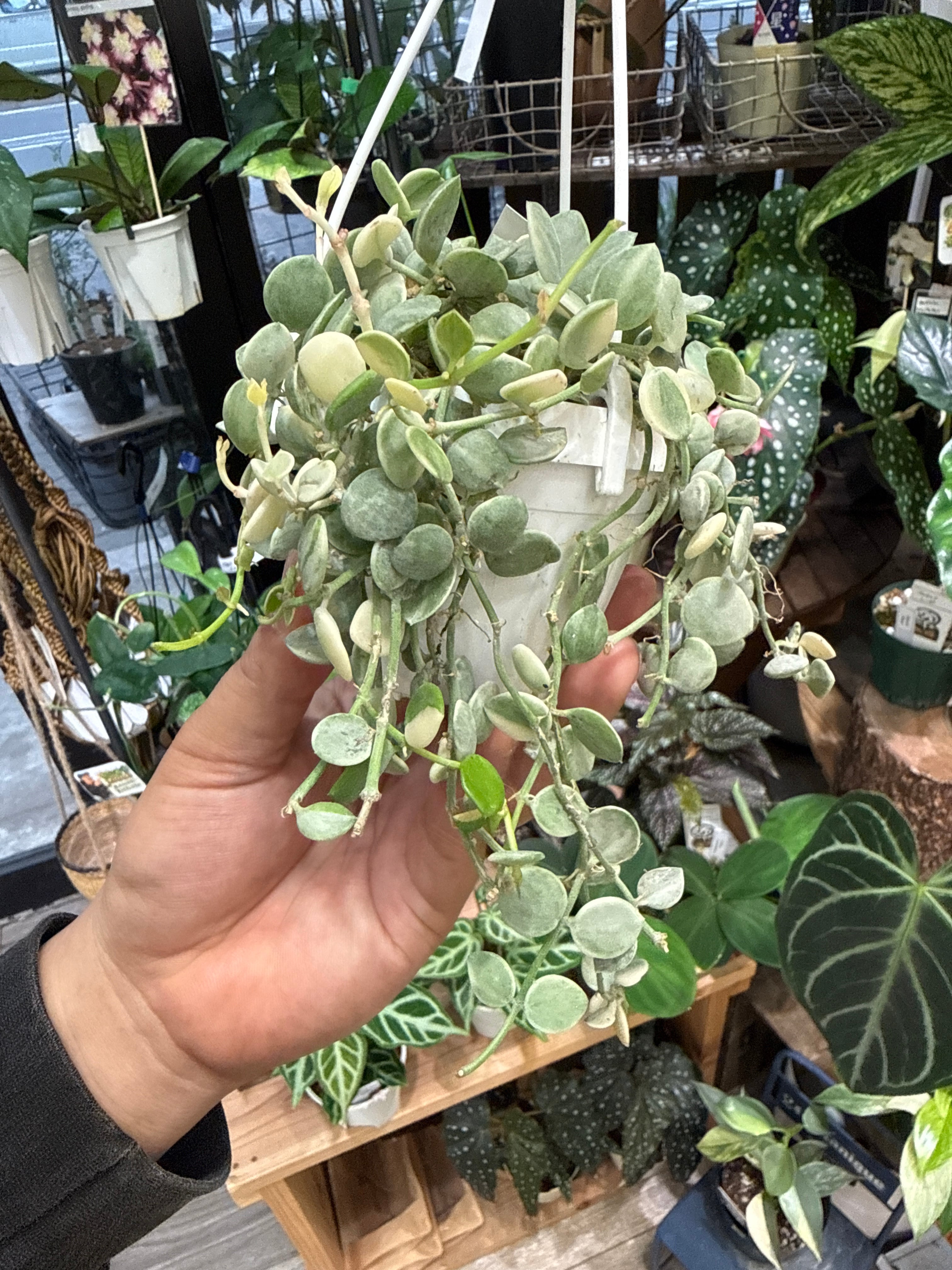 ディスキディア ヌンムラリア バリエガータ | Gardenえん 【観葉熱帯植物】