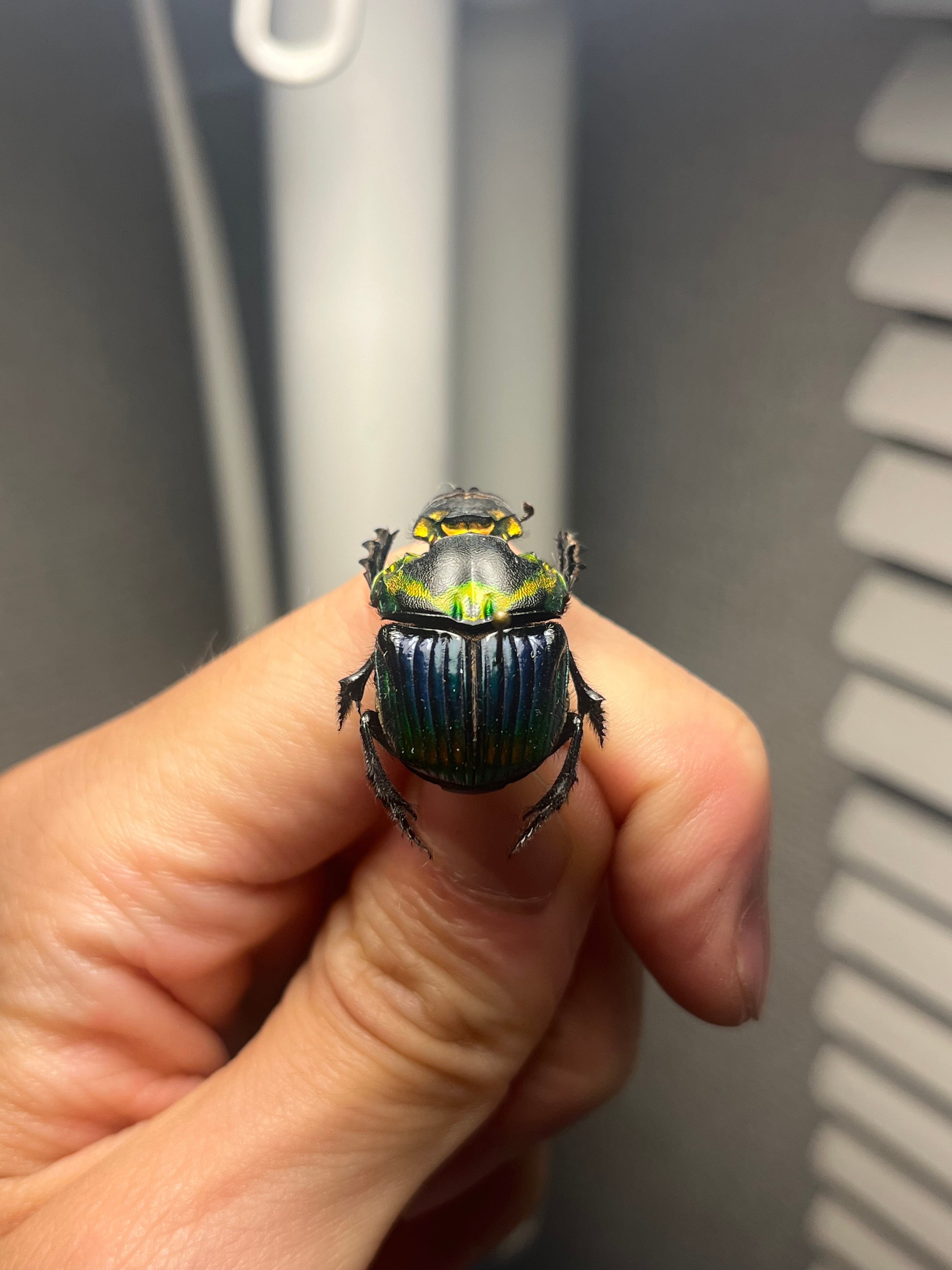 極美展足】Diabroctis mirabilisダイコクコガネ 24mm♀