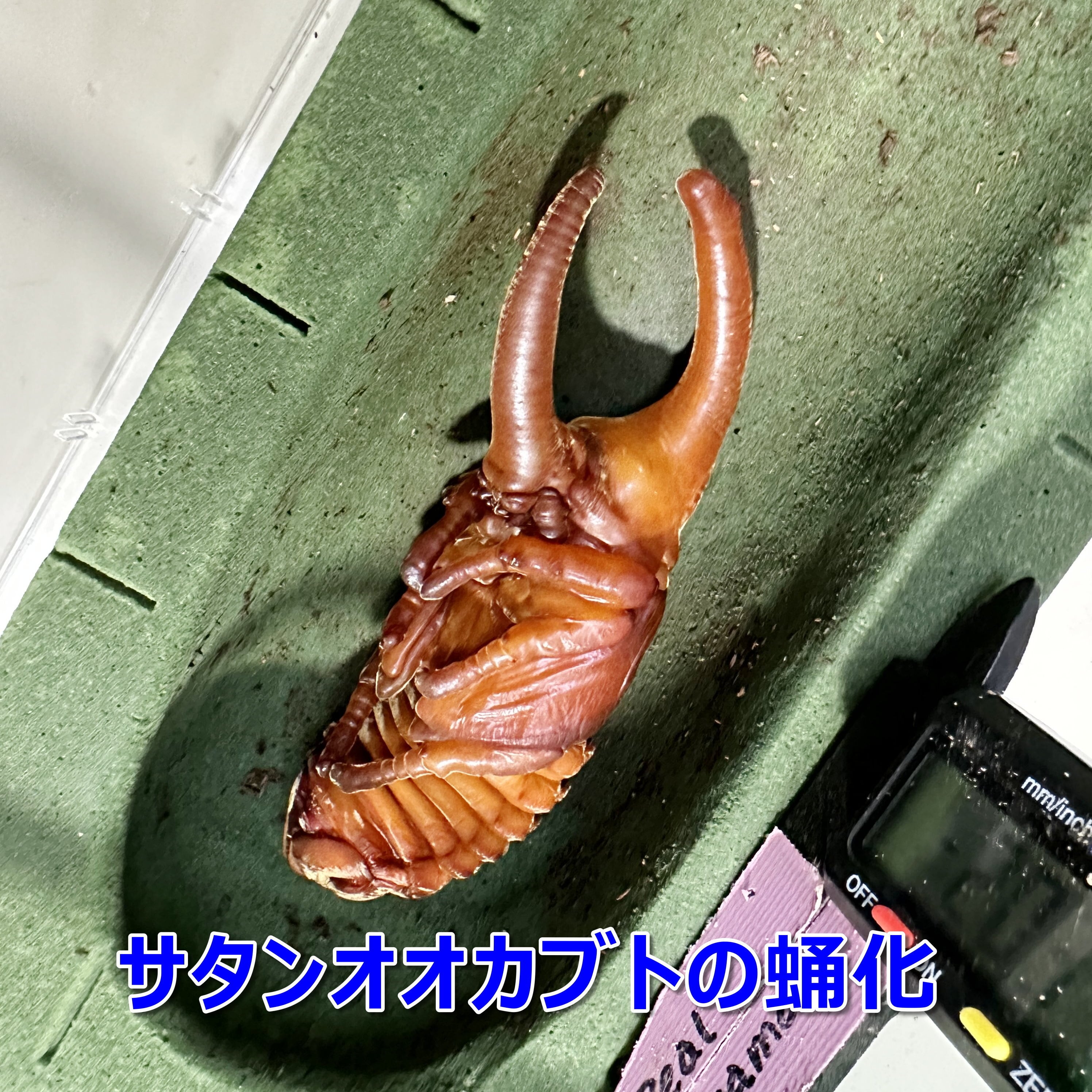 ヘラクレスオオカブトムシ蛹♂単品 人工蛹室 ラニヘラクレスセット - メルカリ