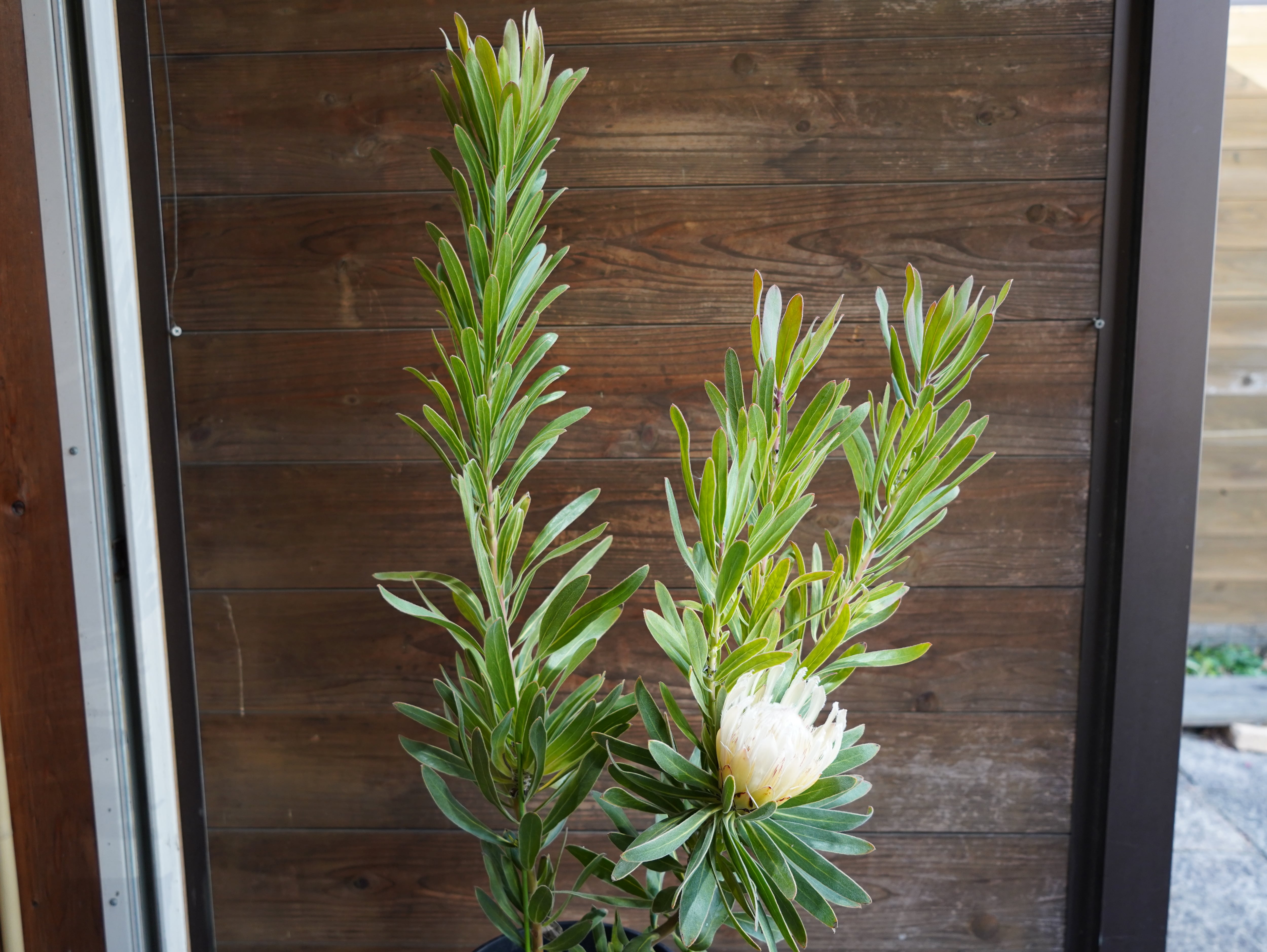 【現物】プロテア "オーストラリスアイス"