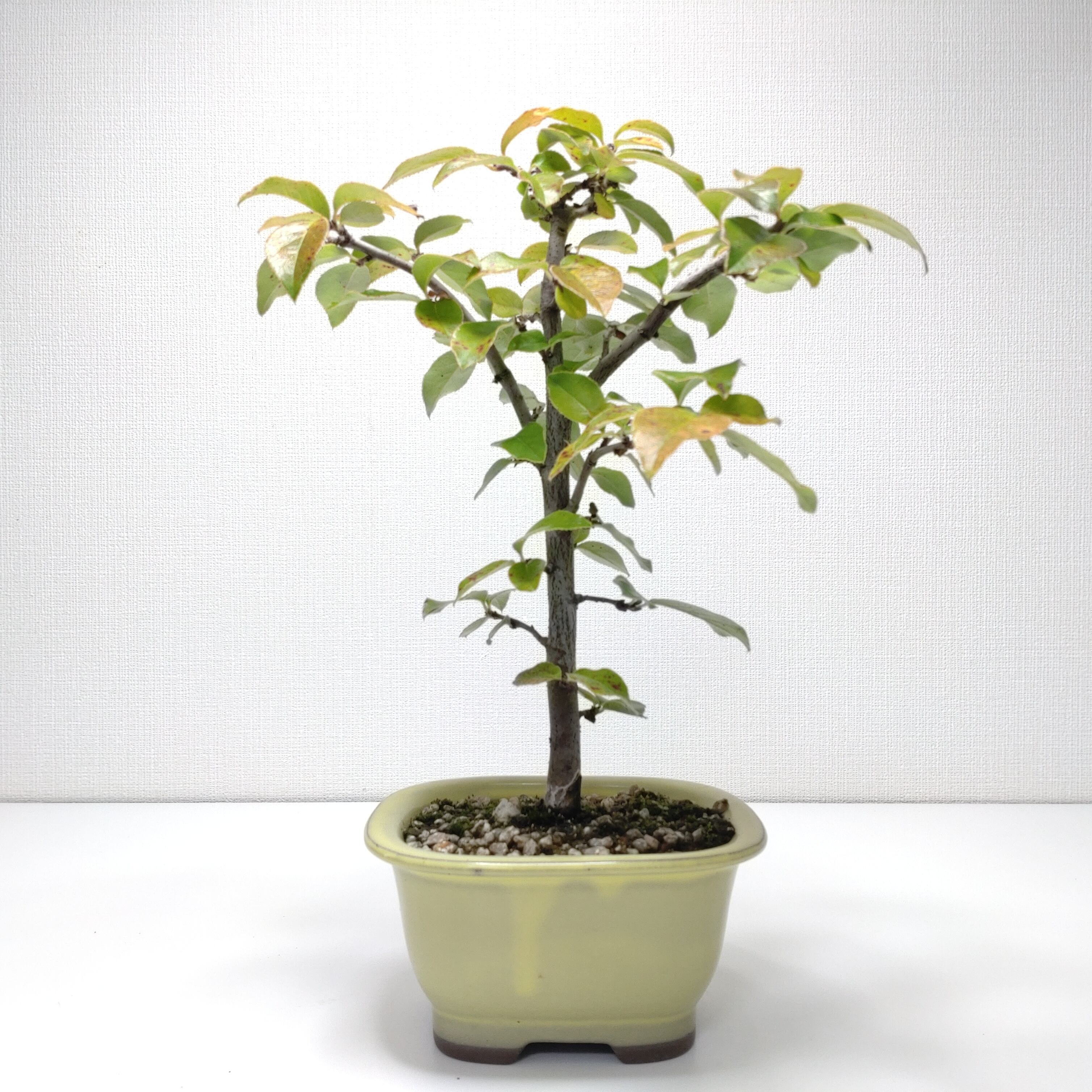 中型 黒松根上盆栽 根上り黒松盆栽 | 盆栽工房WABI