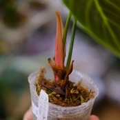 フィロデンドロン エルチョコレッド / Philodendron "El Choco Red"⑪ / 観葉植物<育て方・花言葉>