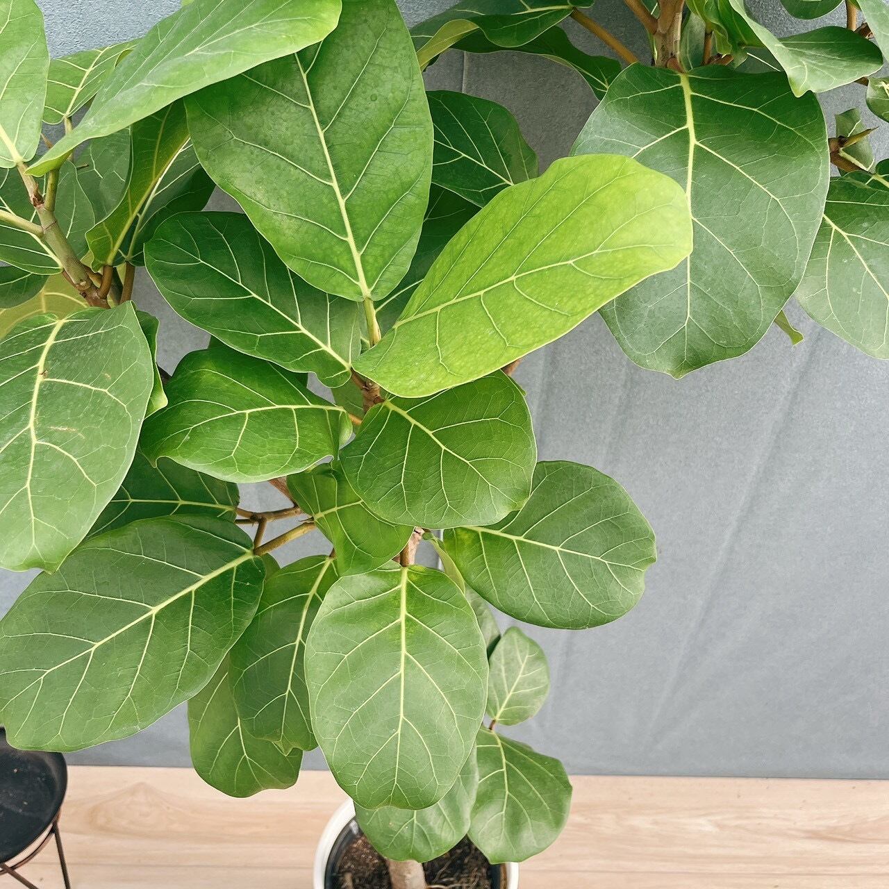 現品］【希少】44番 フィカス アフリカンプリンス 8号 観葉植物 室内
