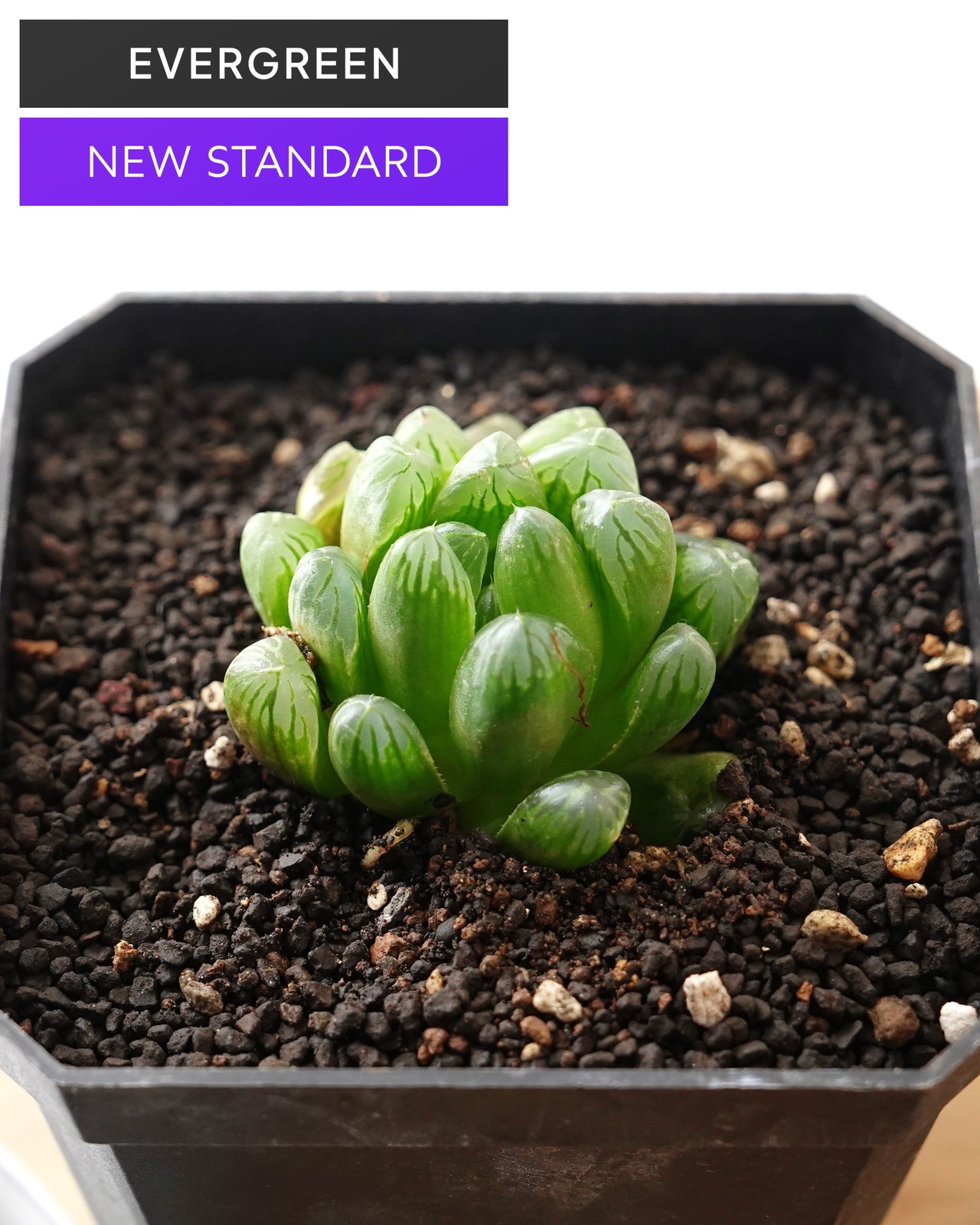 【NEW-STANDARD】 水耕栽培苗 玉露 Haworthia 'Gyokuro'