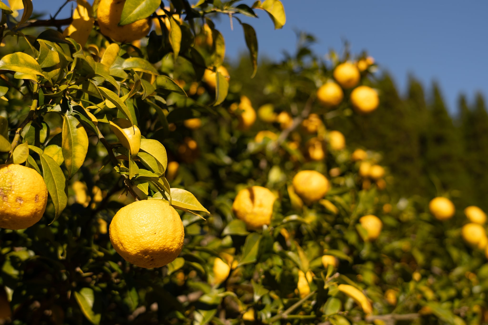ゆず金 ゆずセット A021 / 埼玉県ときがわ町 | セゾンのふるさと納税