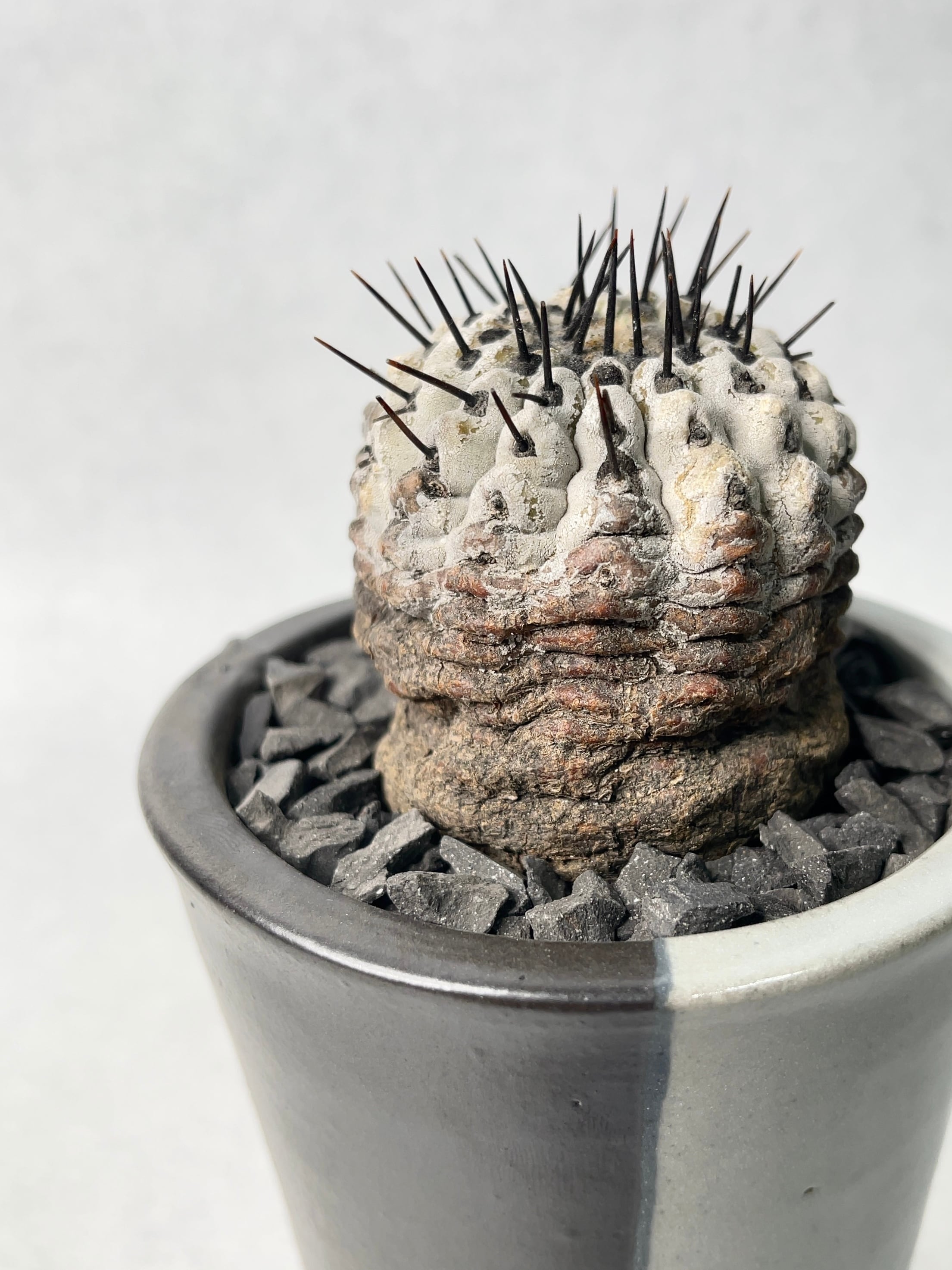 コピアポア・黒王丸 | trigger