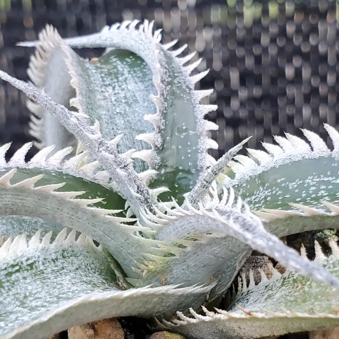 F00647_Dyckia 'Wasabi' (BCR:13644)：ディッキア・ワサビ（子株