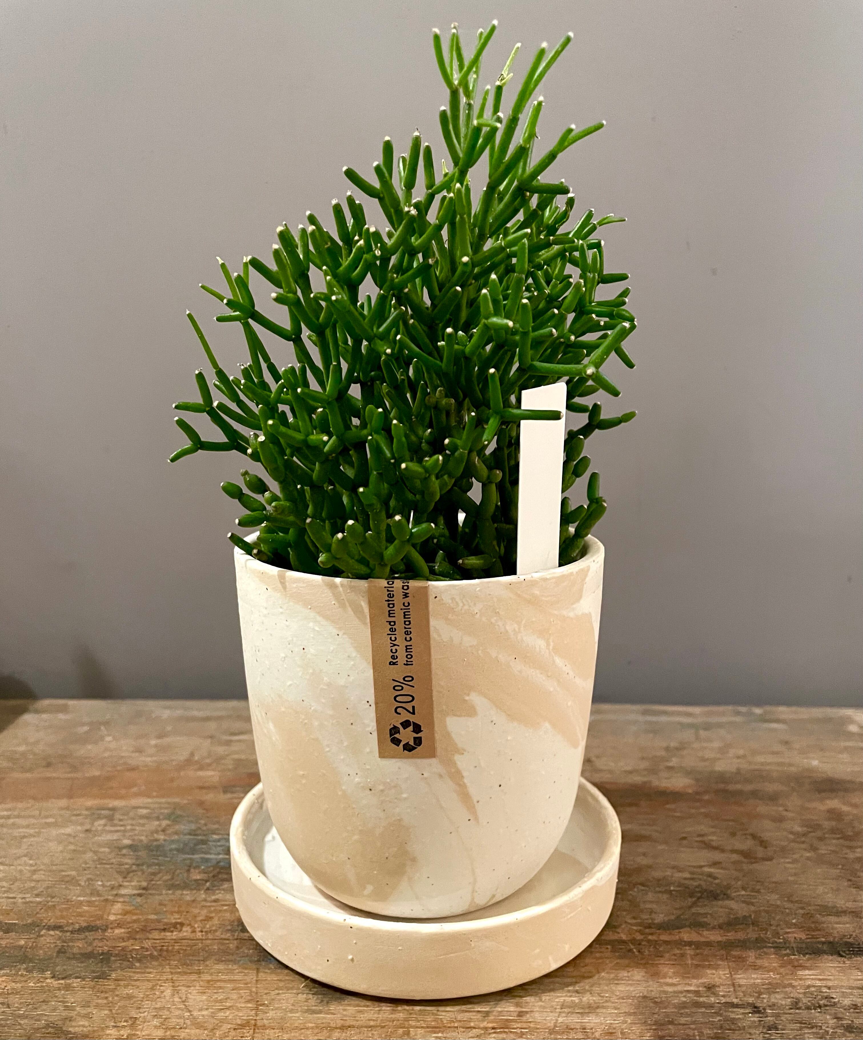 小型鉢 | plusgardensshop