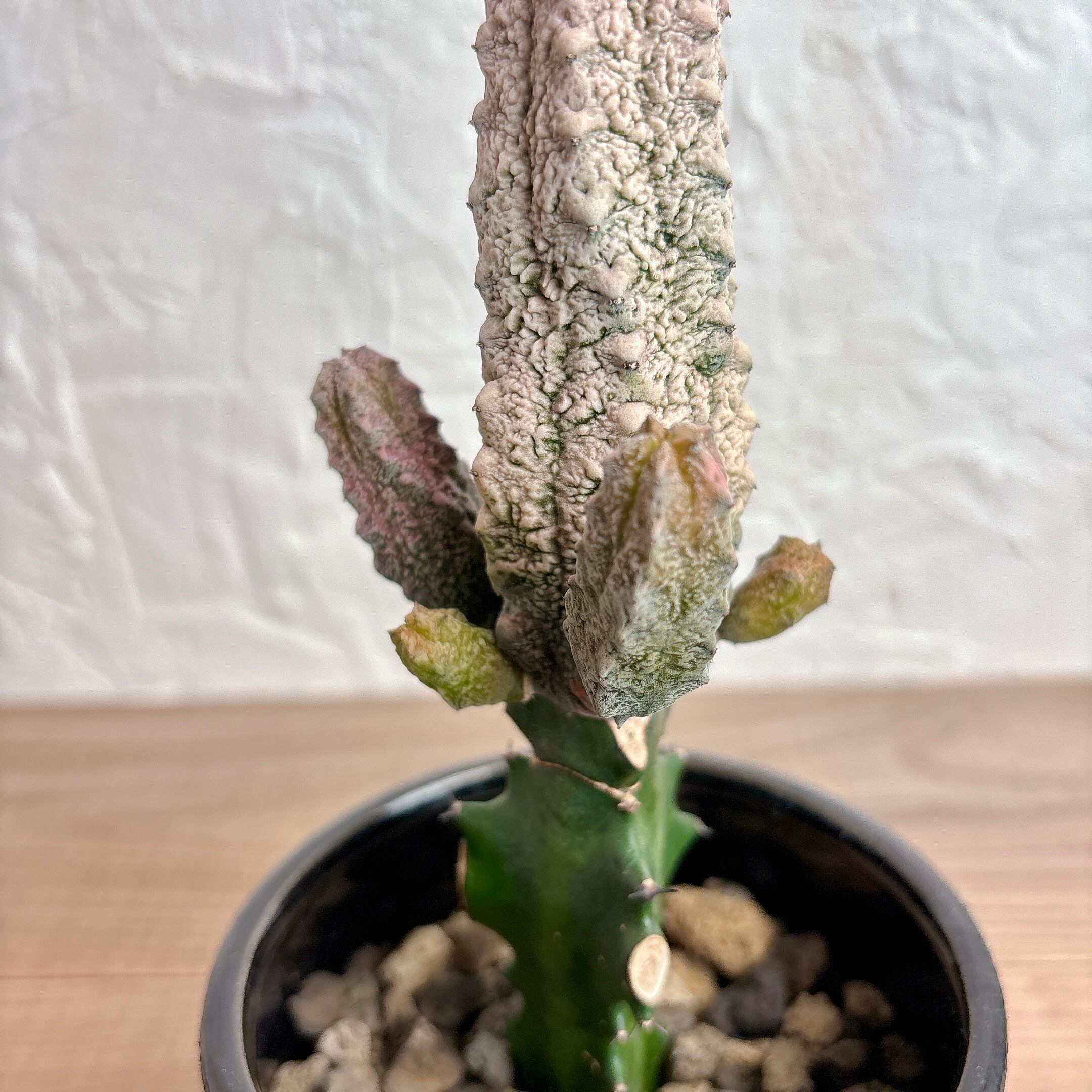 ユーフォルビア アブデルクリ＿２ ユーフォルビア アブデルクリ 接木 4号プラ鉢 園芸 通販 greenery