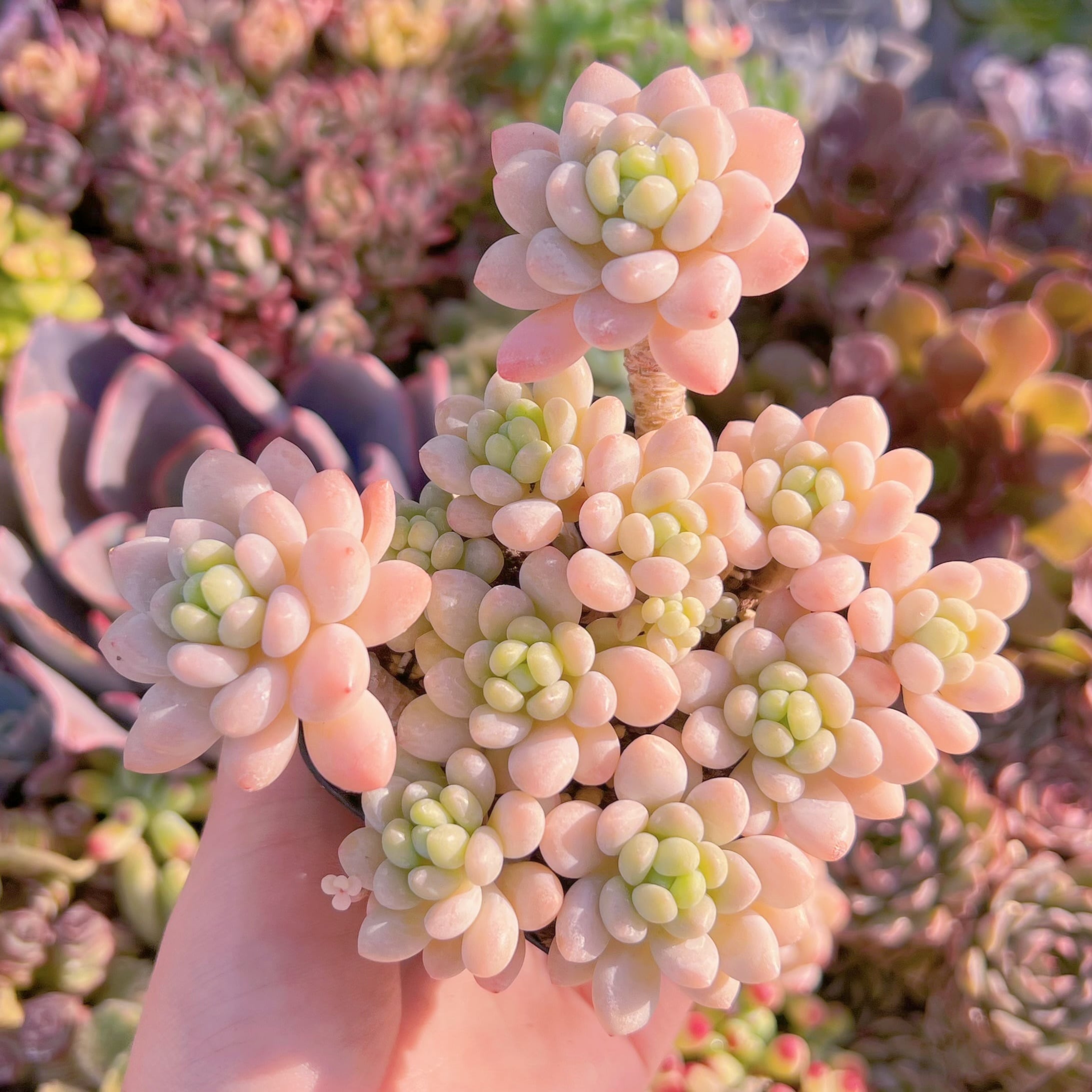 現品　Daphne#783　群生　るる農園