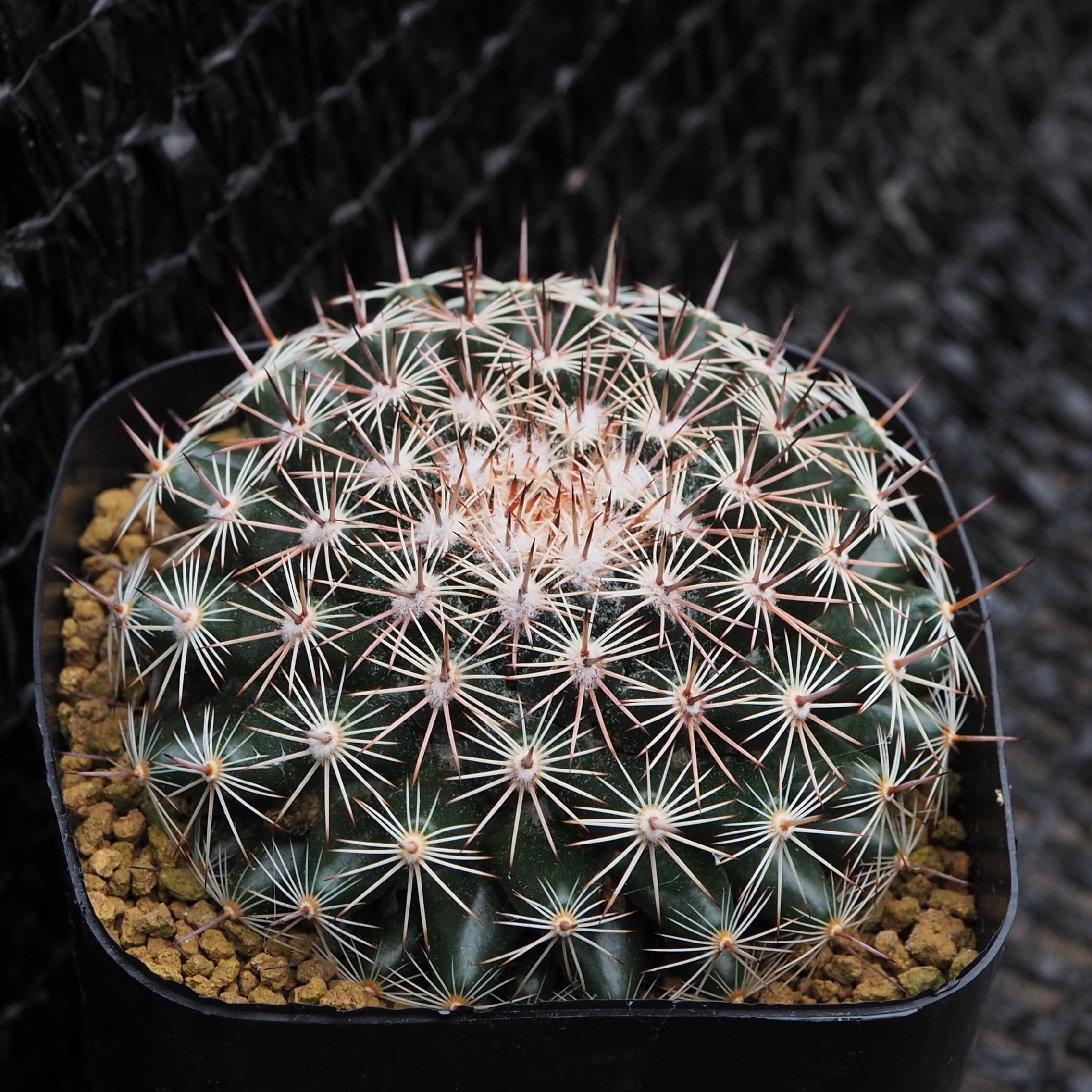Copiapoa dura コピアポア デュラ 銅鑼丸 サボテン | PAY ID