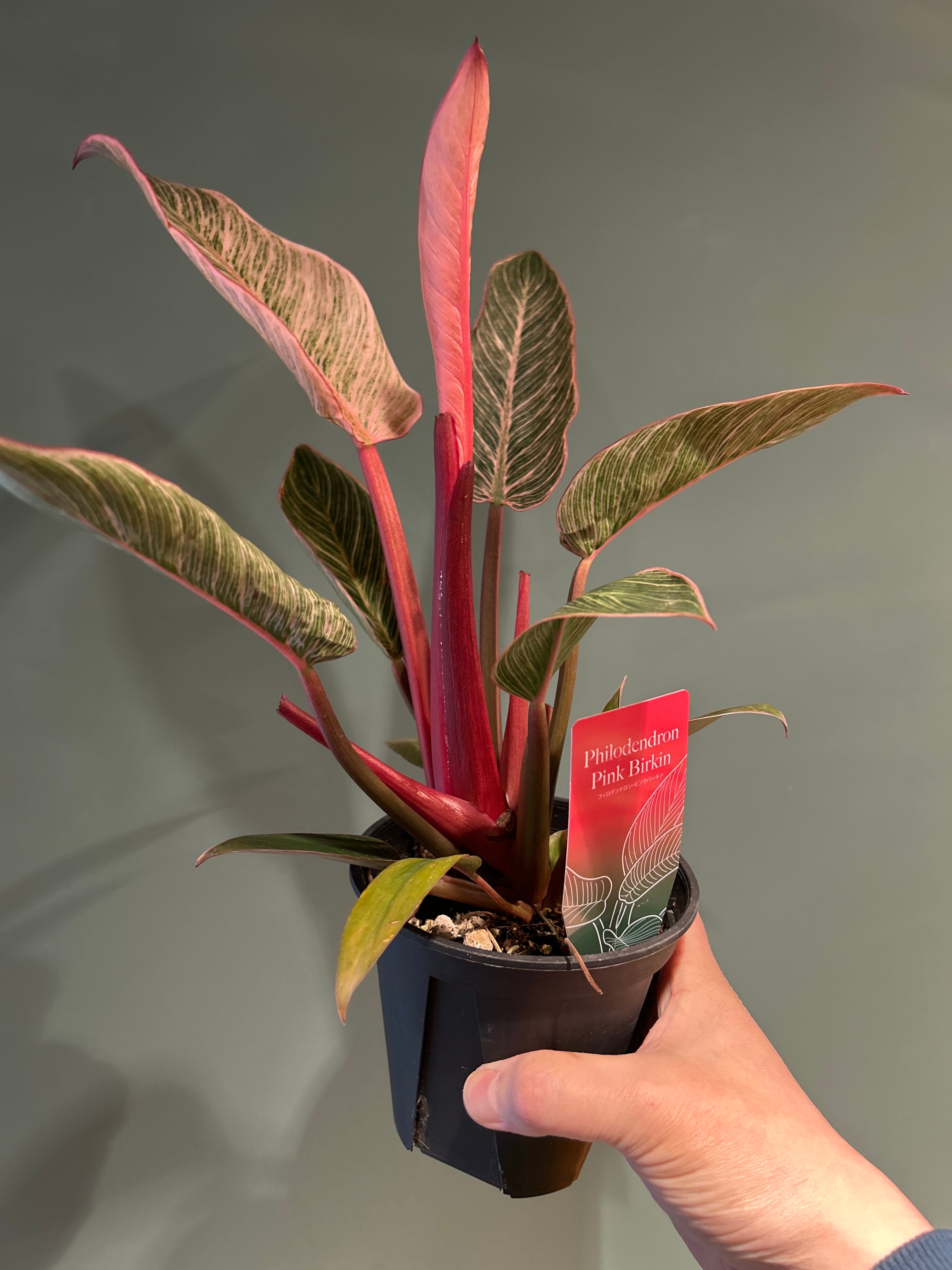 フィロデンドロン ピンクバーキン4号 | 植物との暮らし apricot
