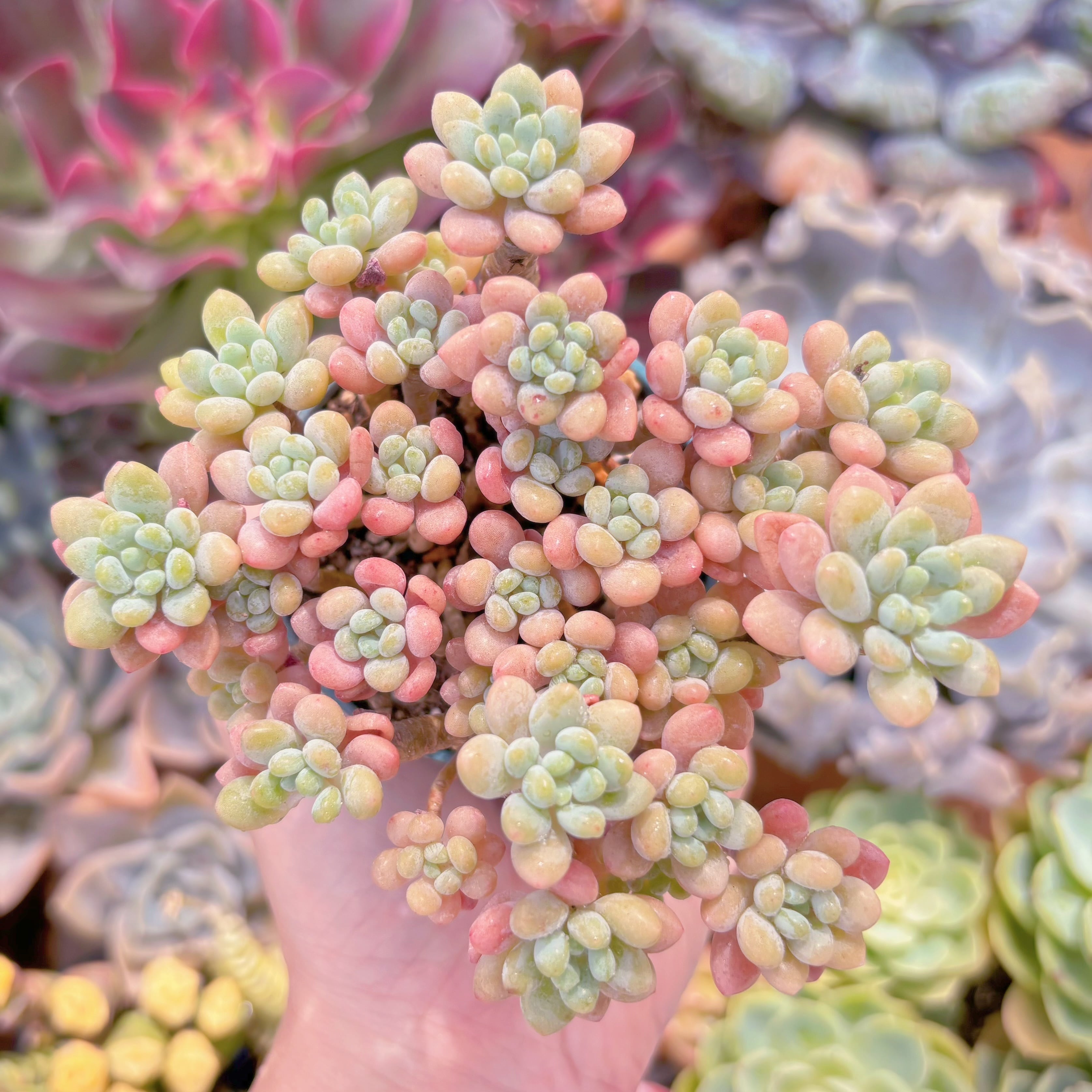 多肉植物　キャビア　群生　新入荷　るる農園