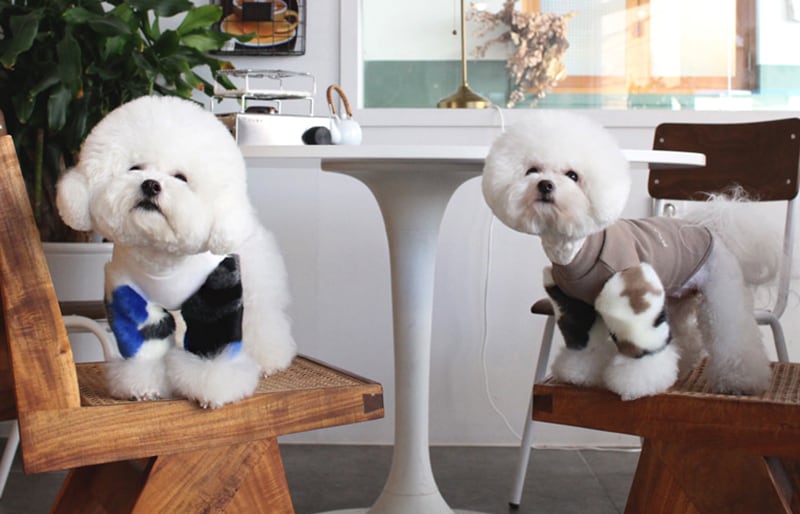 ミンクファー袖トレーナー S ~ XL 2color / 犬服 新作 ドッグウェア 小型犬 中型犬 犬 服 ジャケット ペット用品 ペット洋服