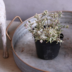 宿根フロックス プロクンベンス バリエガータ　寄せ植えにオススメ　ピンクのお花　庭、花壇にオススメ　丈夫　初心者にオススメ　