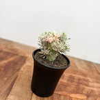 Euphorbia ‘Sotetsukirin’ variegata【ユーフォルビア・蘇鉄麒麟錦】