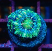 Lordhowensis Baby Green 3