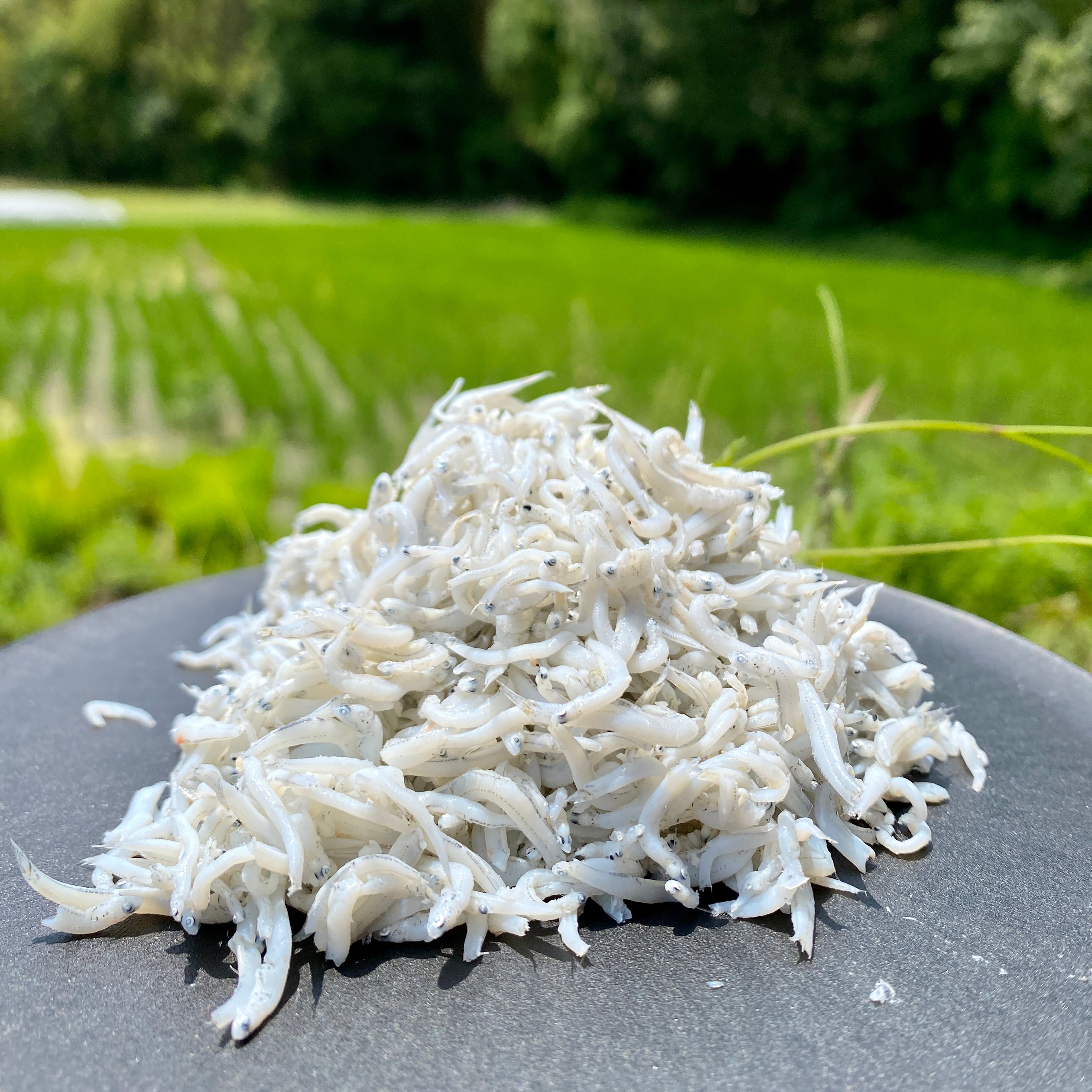 【和歌山県新宮市】鮮度抜群無添加　釜揚げしらす　大畑大介商店　1kg　※4月〜12月