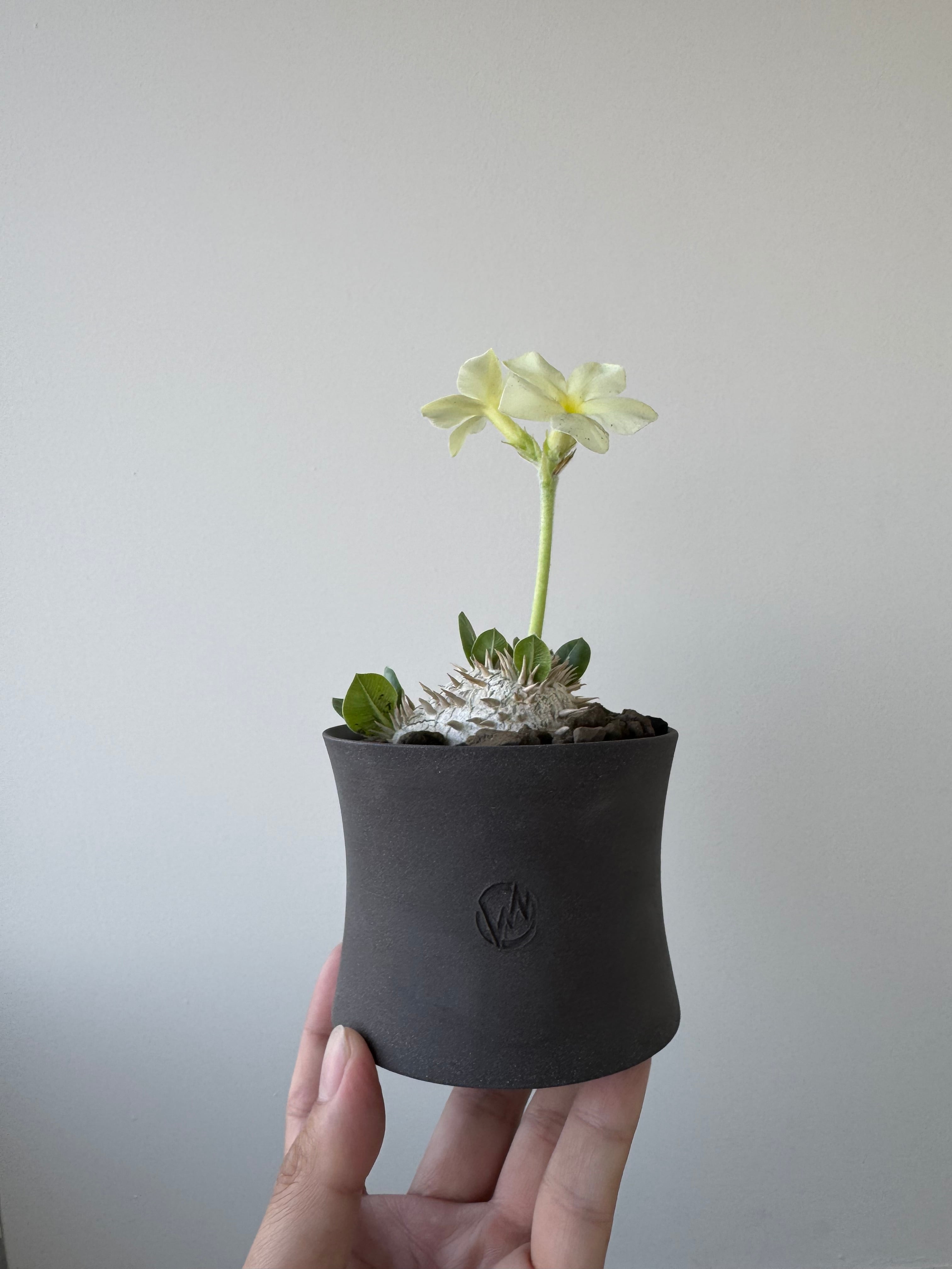 新着】Pachypodium brevicaule var.leucoxanthum × VALIEM GHOST【白花