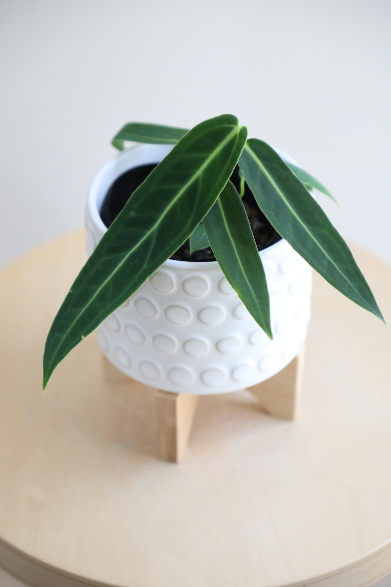 アンスリウム ワロクアナム 観葉植物 美品 限定 観葉植物 アンスリウム ワロクアナム