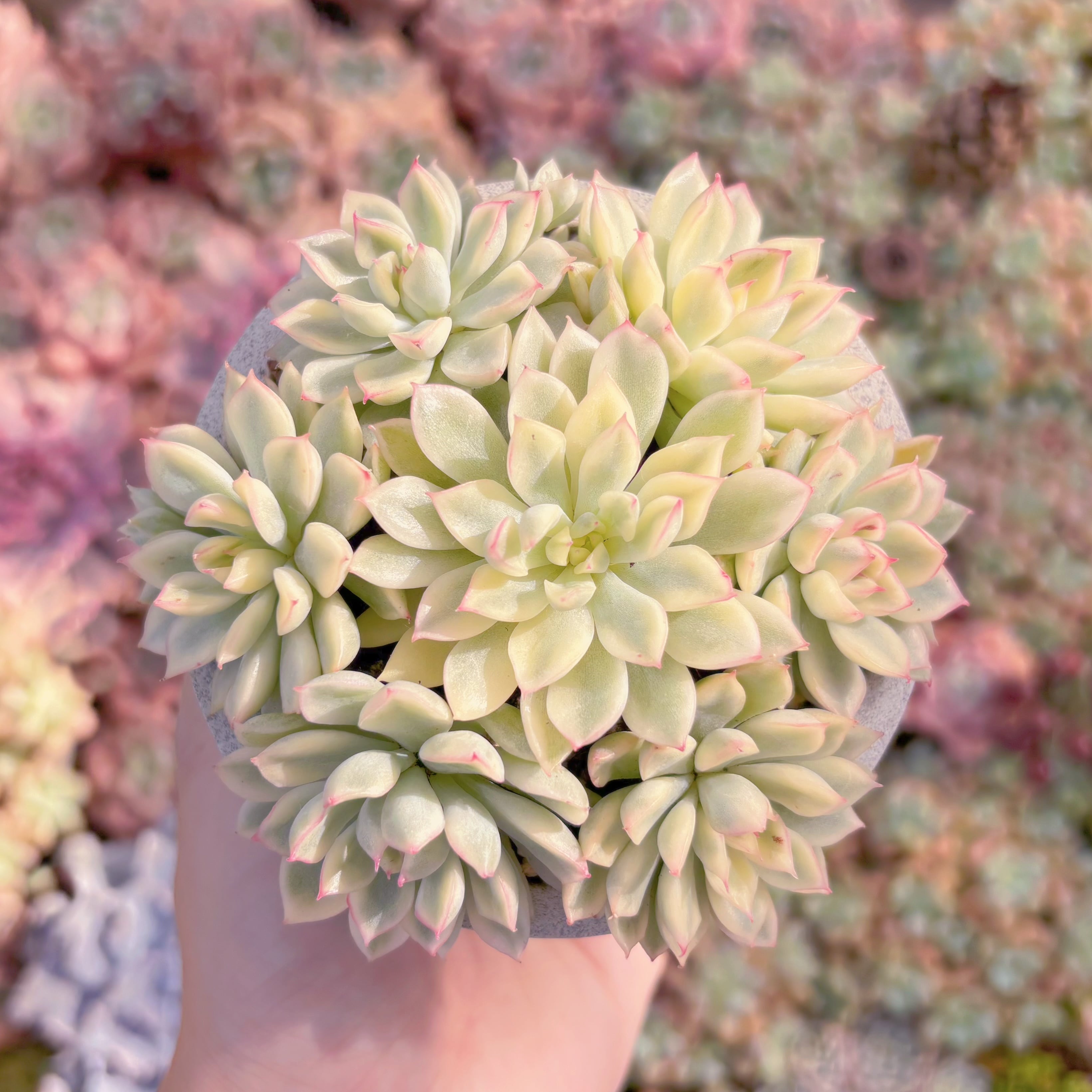 多肉植物　女雛錦(7苗)　新入荷　るる農園