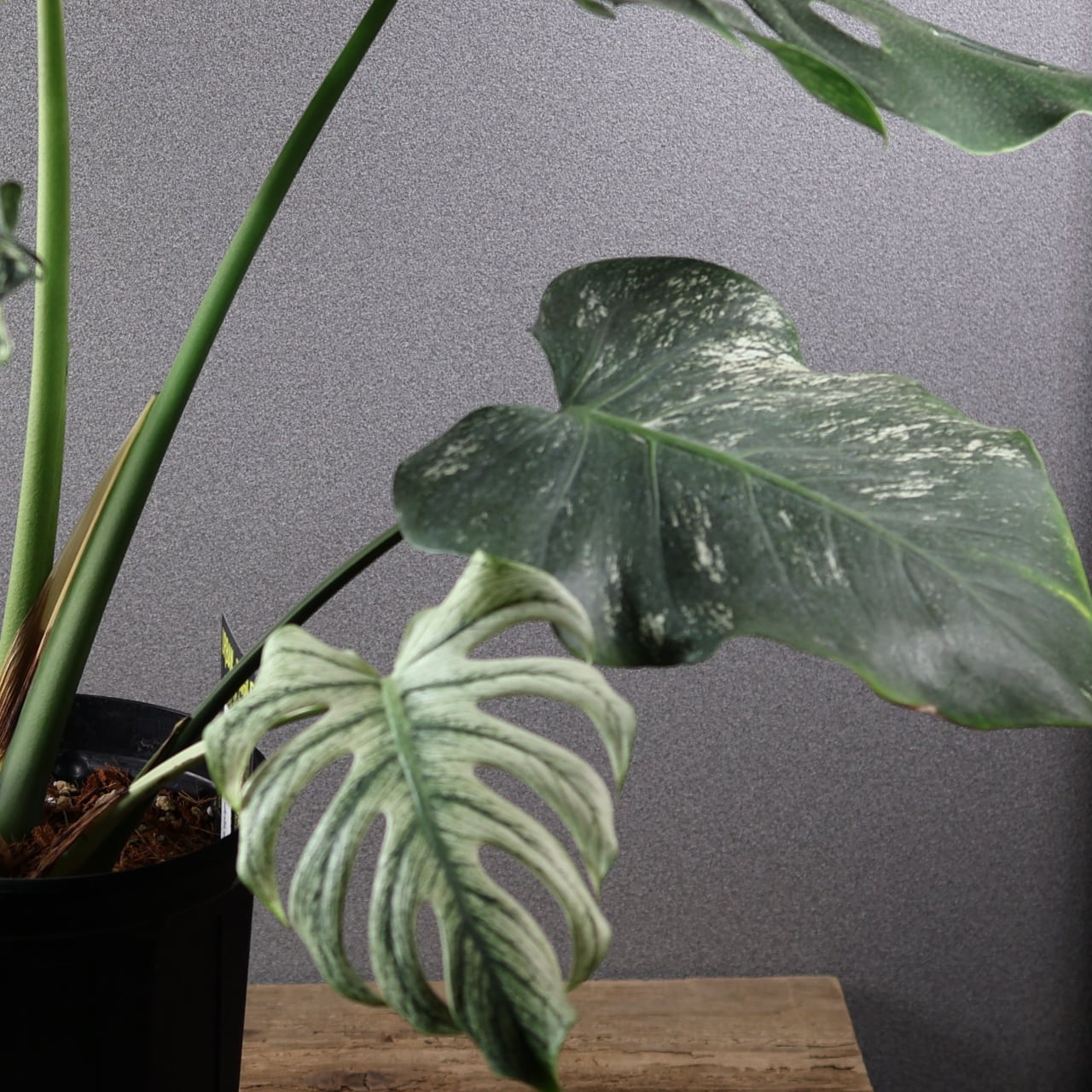 536『urban jungle モンステラ デビルモンスター』観葉植物【送料無料
