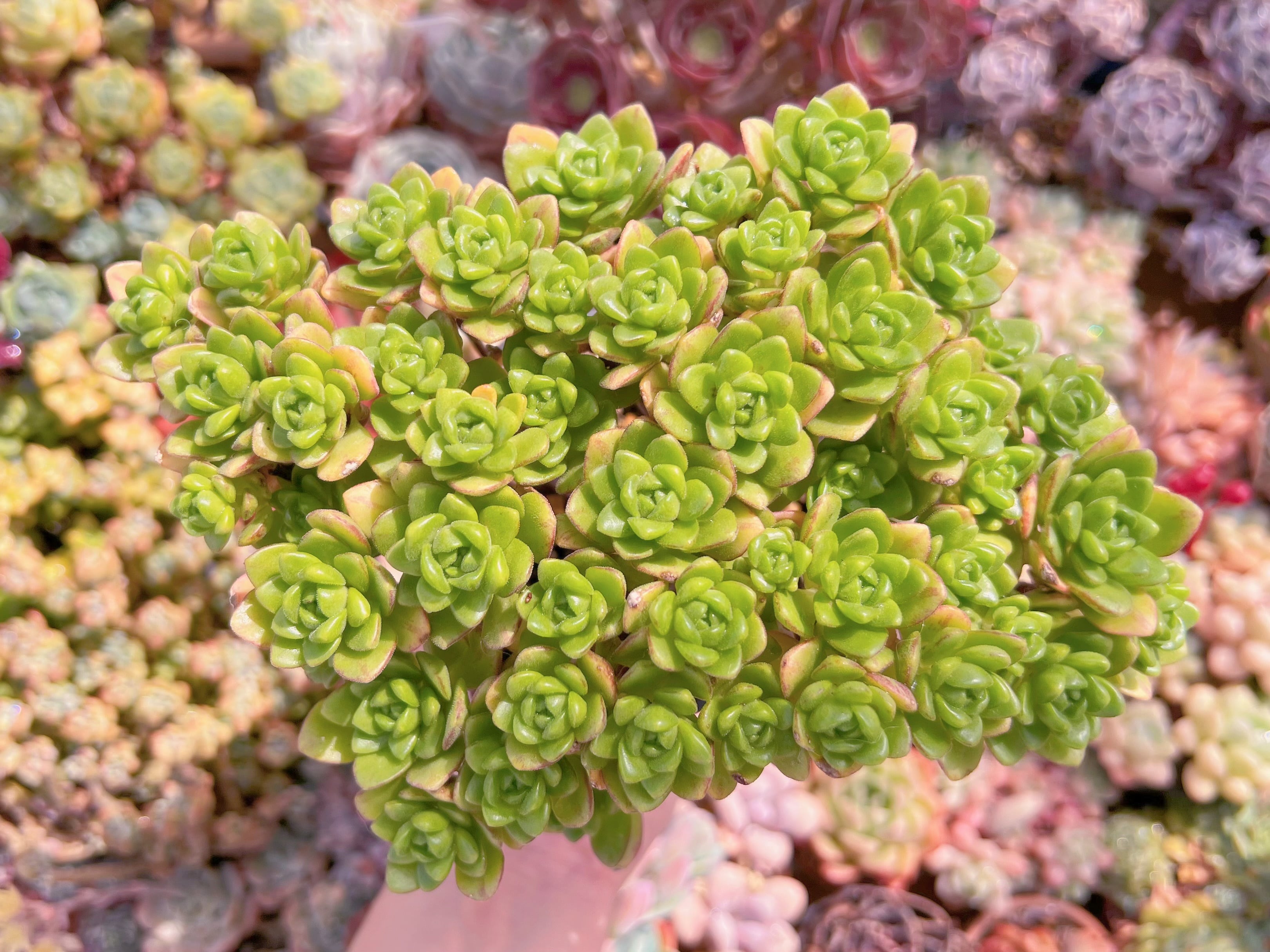 現品　little fox#726　群生　新入荷　るる農園