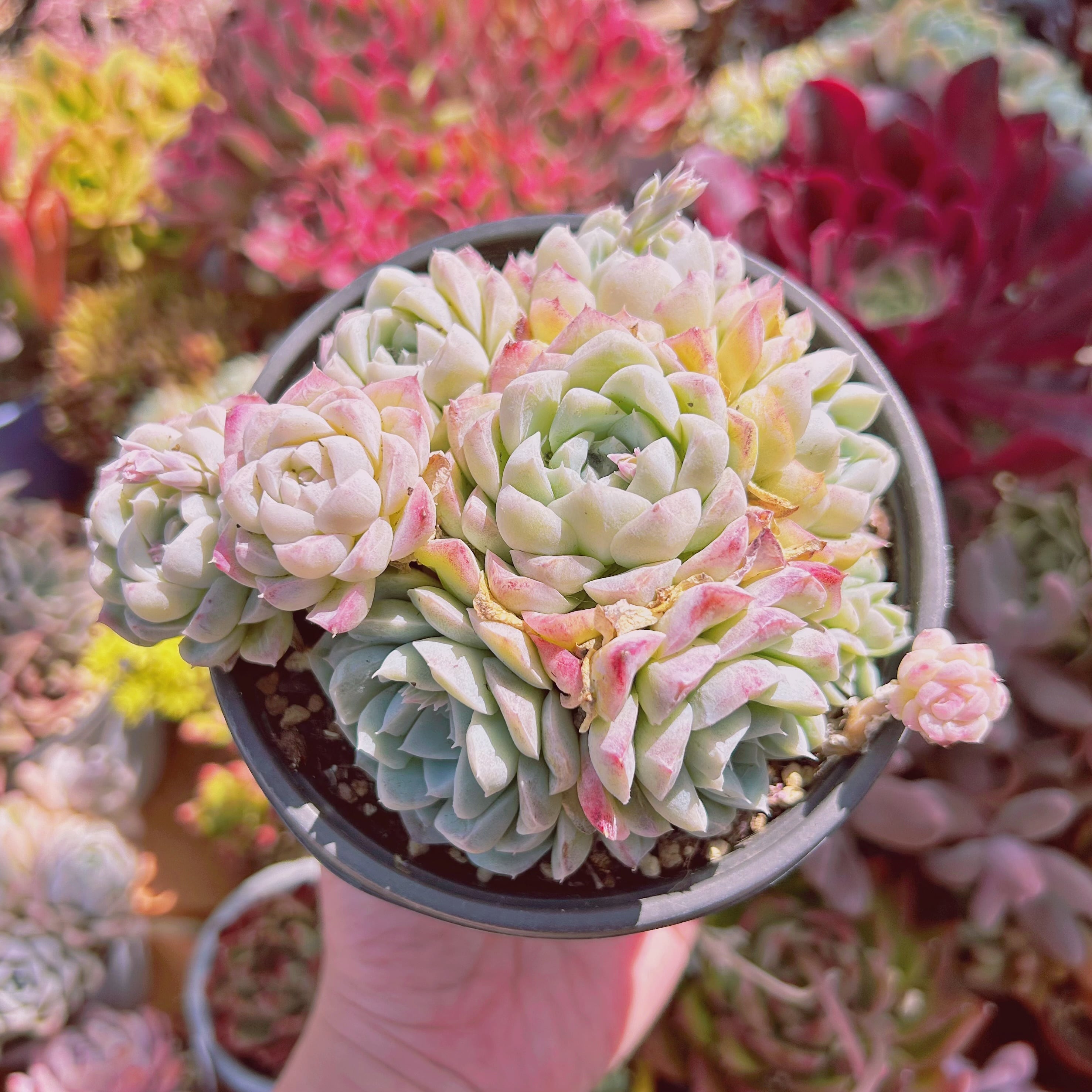 #751現物　多肉植物　ヒューミリス　特大　抜き苗